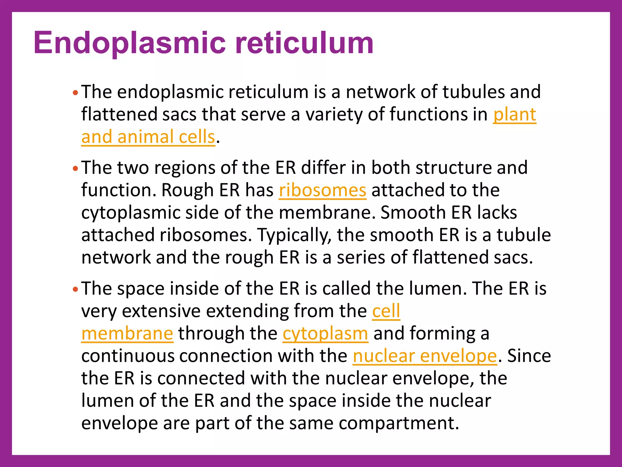 •The endoplasmic reticulum is a network of tubules and
flattened sacs that serve a variety of functions in plant
and animal cells.
•The two regions of the ER differ in both structure and
function. Rough ER has ribosomes attached to the
cytoplasmic side of the membrane. Smooth ER lacks
attached ribosomes. Typically, the smooth ER is a tubule
network and the rough ER is a series of flattened sacs.
•The space inside of the ER is called the lumen. The ER is
very extensive extending from the cell
membrane through the cytoplasm and forming a
continuous connection with the nuclear envelope. Since
the ER is connected with the nuclear envelope, the
lumen of the ER and the space inside the nuclear
envelope are part of the same compartment.
Endoplasmic reticulum
 