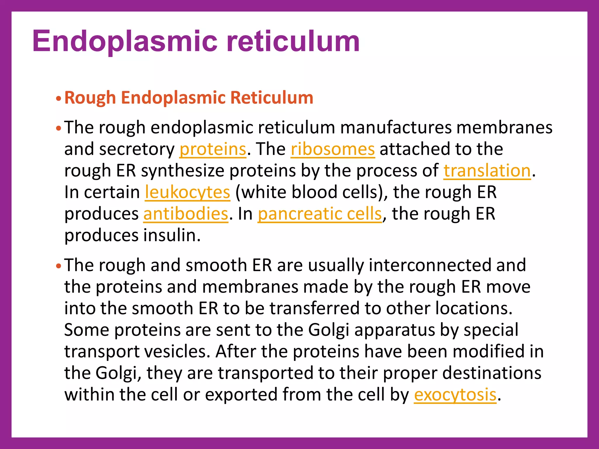 •Rough Endoplasmic Reticulum
•The rough endoplasmic reticulum manufactures membranes
and secretory proteins. The ribosomes attached to the
rough ER synthesize proteins by the process of translation.
In certain leukocytes (white blood cells), the rough ER
produces antibodies. In pancreatic cells, the rough ER
produces insulin.
•The rough and smooth ER are usually interconnected and
the proteins and membranes made by the rough ER move
into the smooth ER to be transferred to other locations.
Some proteins are sent to the Golgi apparatus by special
transport vesicles. After the proteins have been modified in
the Golgi, they are transported to their proper destinations
within the cell or exported from the cell by exocytosis.
Endoplasmic reticulum
 