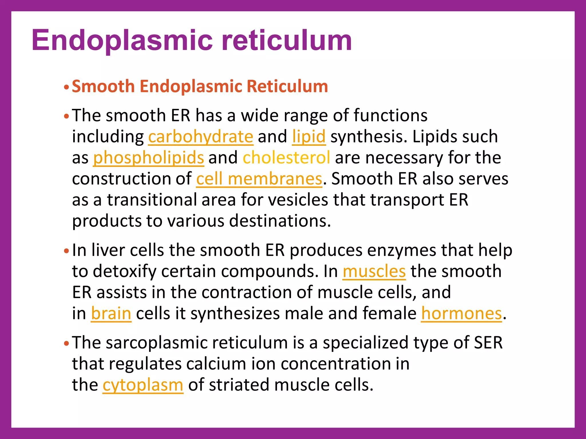 •Smooth Endoplasmic Reticulum
•The smooth ER has a wide range of functions
including carbohydrate and lipid synthesis. Lipids such
as phospholipids and cholesterol are necessary for the
construction of cell membranes. Smooth ER also serves
as a transitional area for vesicles that transport ER
products to various destinations.
•In liver cells the smooth ER produces enzymes that help
to detoxify certain compounds. In muscles the smooth
ER assists in the contraction of muscle cells, and
in brain cells it synthesizes male and female hormones.
•The sarcoplasmic reticulum is a specialized type of SER
that regulates calcium ion concentration in
the cytoplasm of striated muscle cells.
Endoplasmic reticulum
 