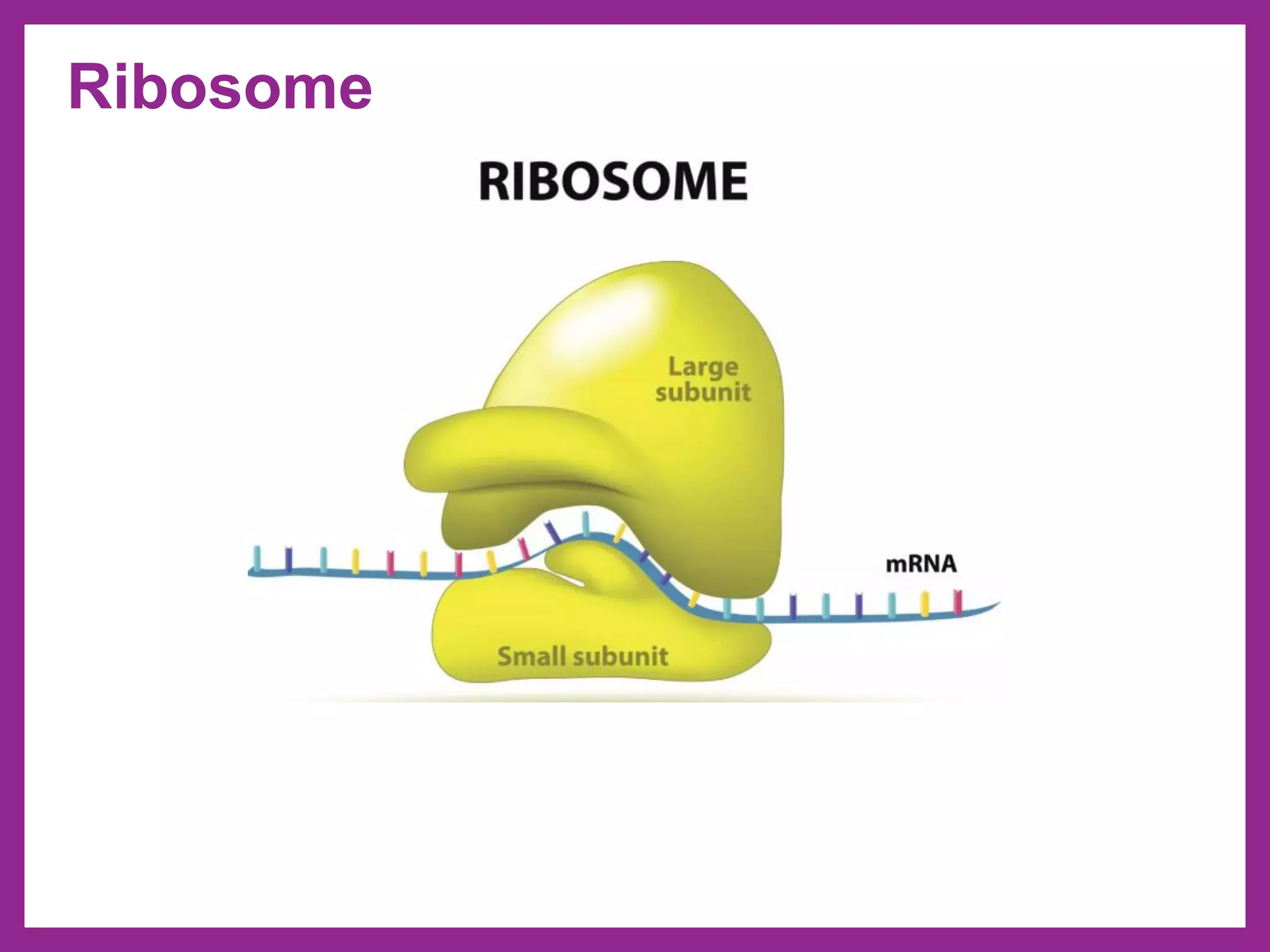Ribosome
 