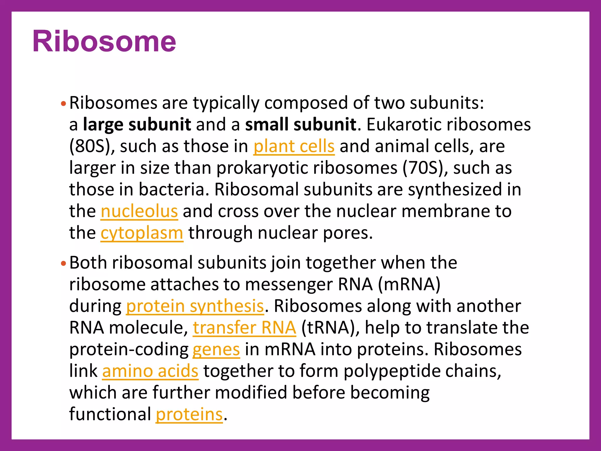 •Ribosomes are typically composed of two subunits:
a large subunit and a small subunit. Eukarotic ribosomes
(80S), such as those in plant cells and animal cells, are
larger in size than prokaryotic ribosomes (70S), such as
those in bacteria. Ribosomal subunits are synthesized in
the nucleolus and cross over the nuclear membrane to
the cytoplasm through nuclear pores.
•Both ribosomal subunits join together when the
ribosome attaches to messenger RNA (mRNA)
during protein synthesis. Ribosomes along with another
RNA molecule, transfer RNA (tRNA), help to translate the
protein-coding genes in mRNA into proteins. Ribosomes
link amino acids together to form polypeptide chains,
which are further modified before becoming
functional proteins.
Ribosome
 