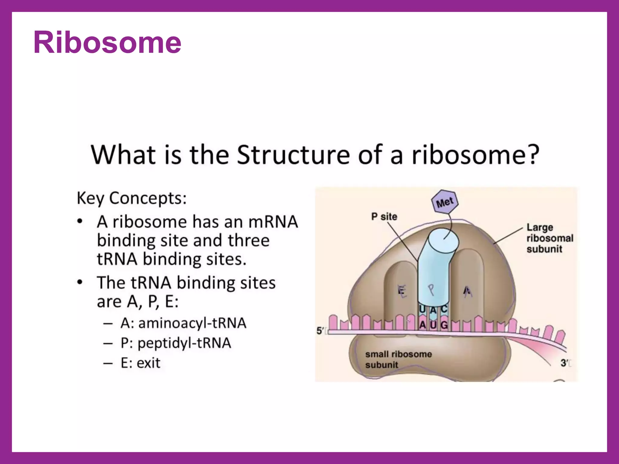 Ribosome
 