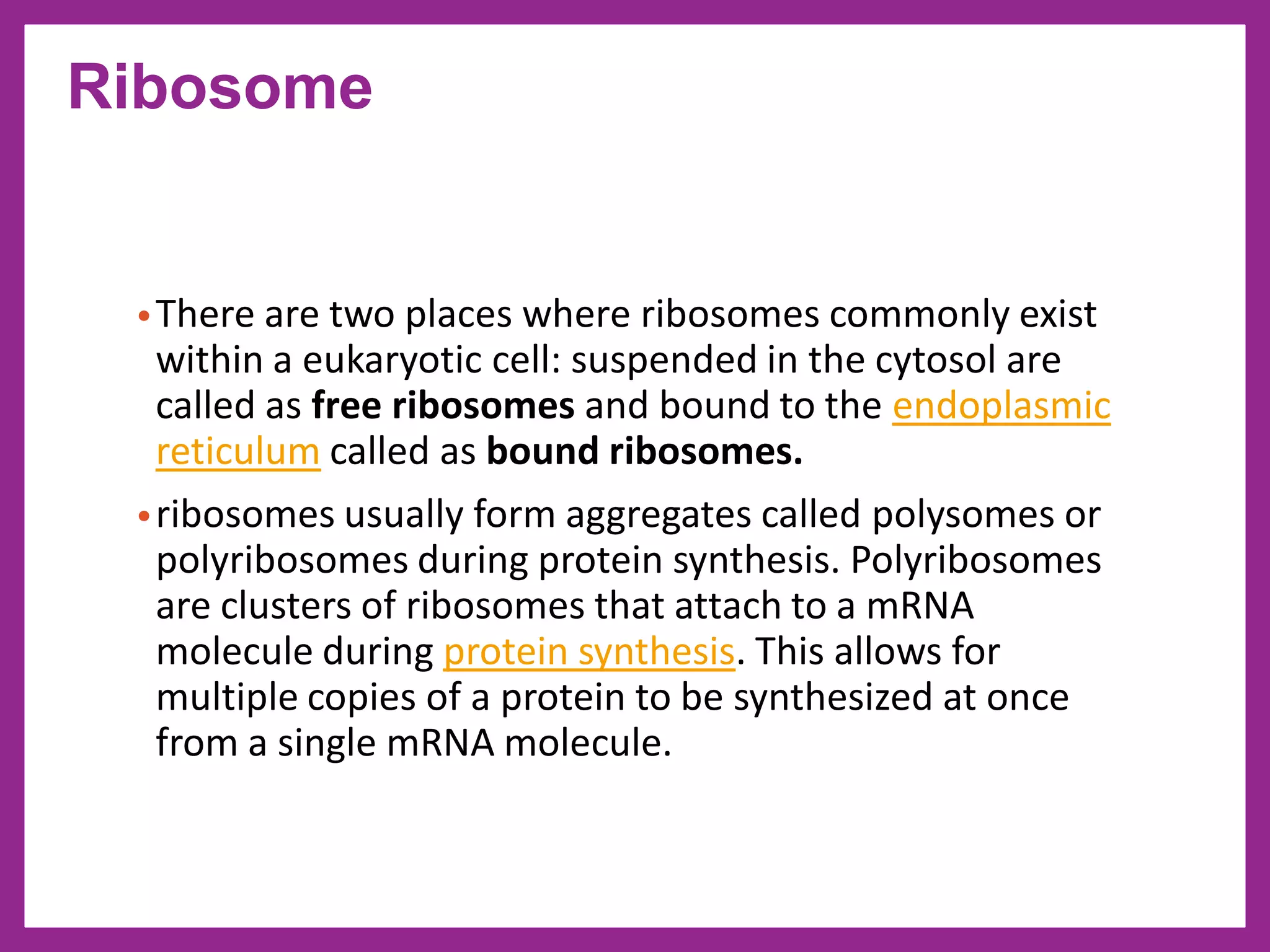 •There are two places where ribosomes commonly exist
within a eukaryotic cell: suspended in the cytosol are
called as free ribosomes and bound to the endoplasmic
reticulum called as bound ribosomes.
•ribosomes usually form aggregates called polysomes or
polyribosomes during protein synthesis. Polyribosomes
are clusters of ribosomes that attach to a mRNA
molecule during protein synthesis. This allows for
multiple copies of a protein to be synthesized at once
from a single mRNA molecule.
Ribosome
 