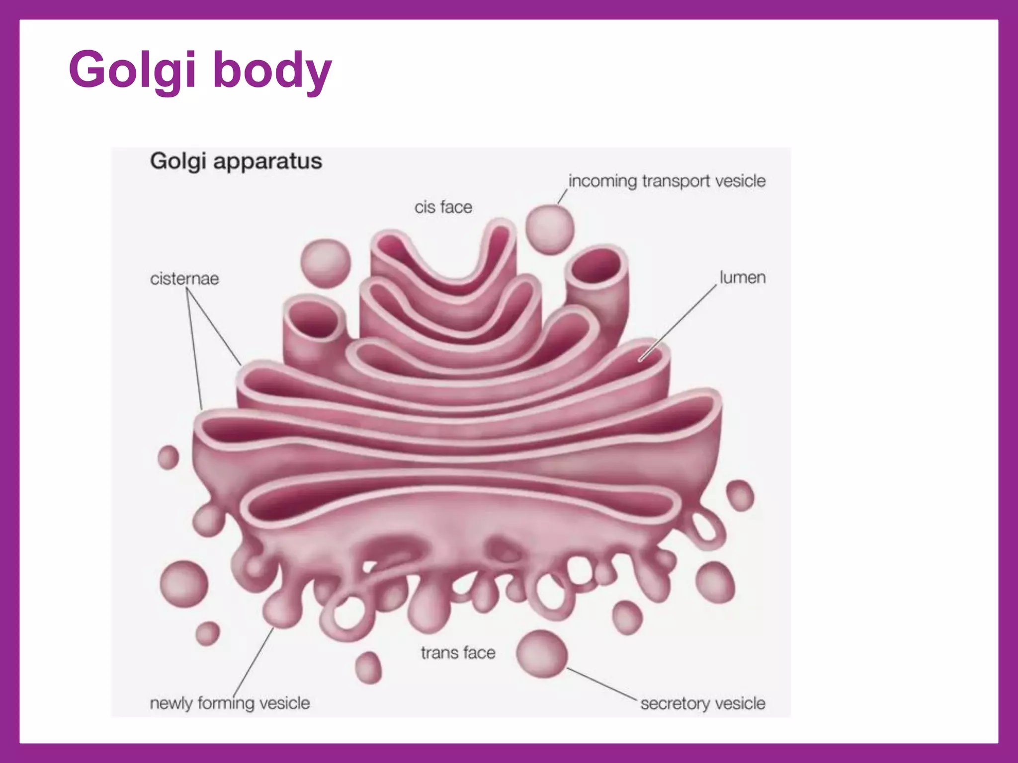 Golgi body
 