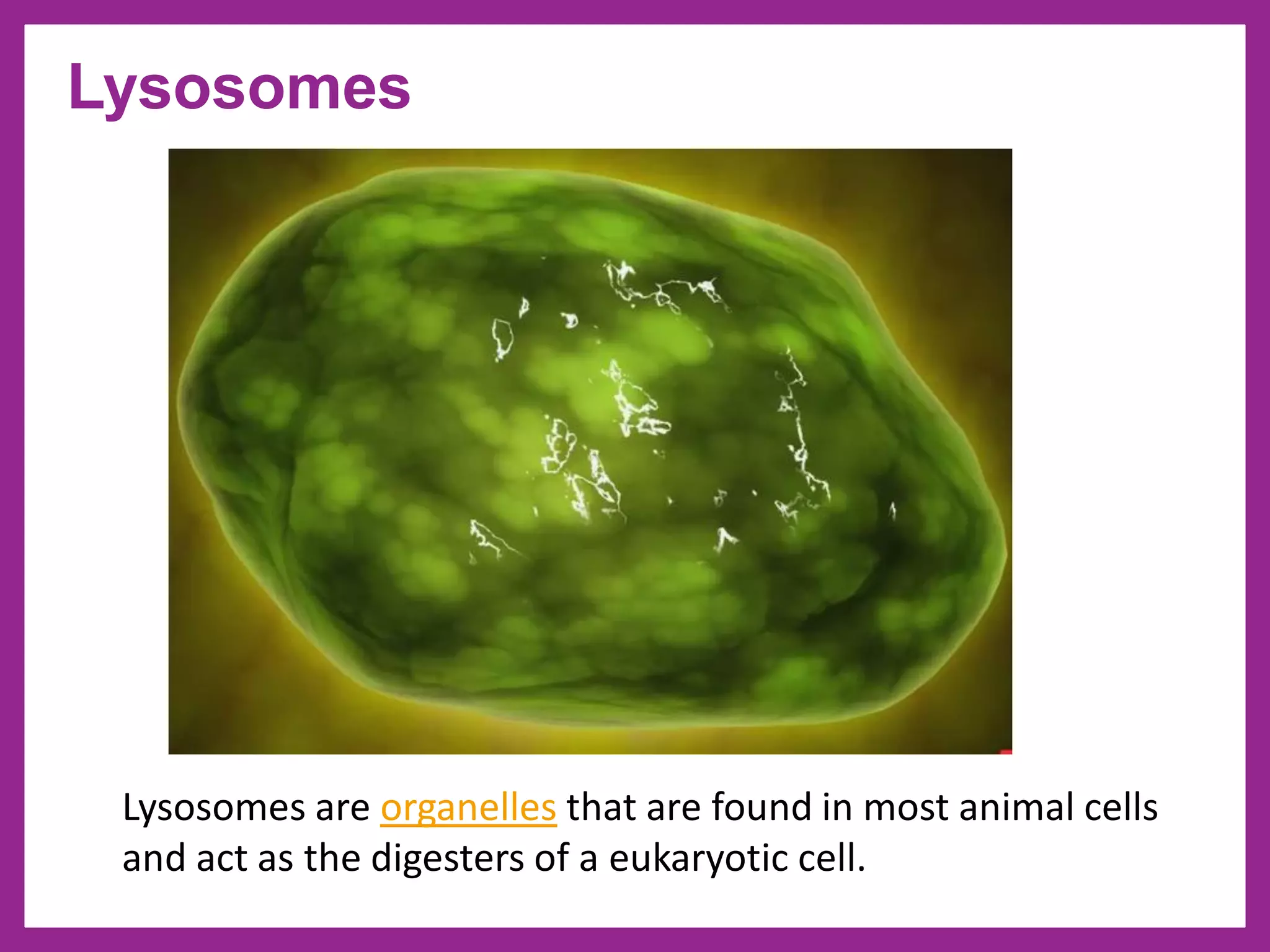 Lysosomes
Lysosomes are organelles that are found in most animal cells
and act as the digesters of a eukaryotic cell.
 