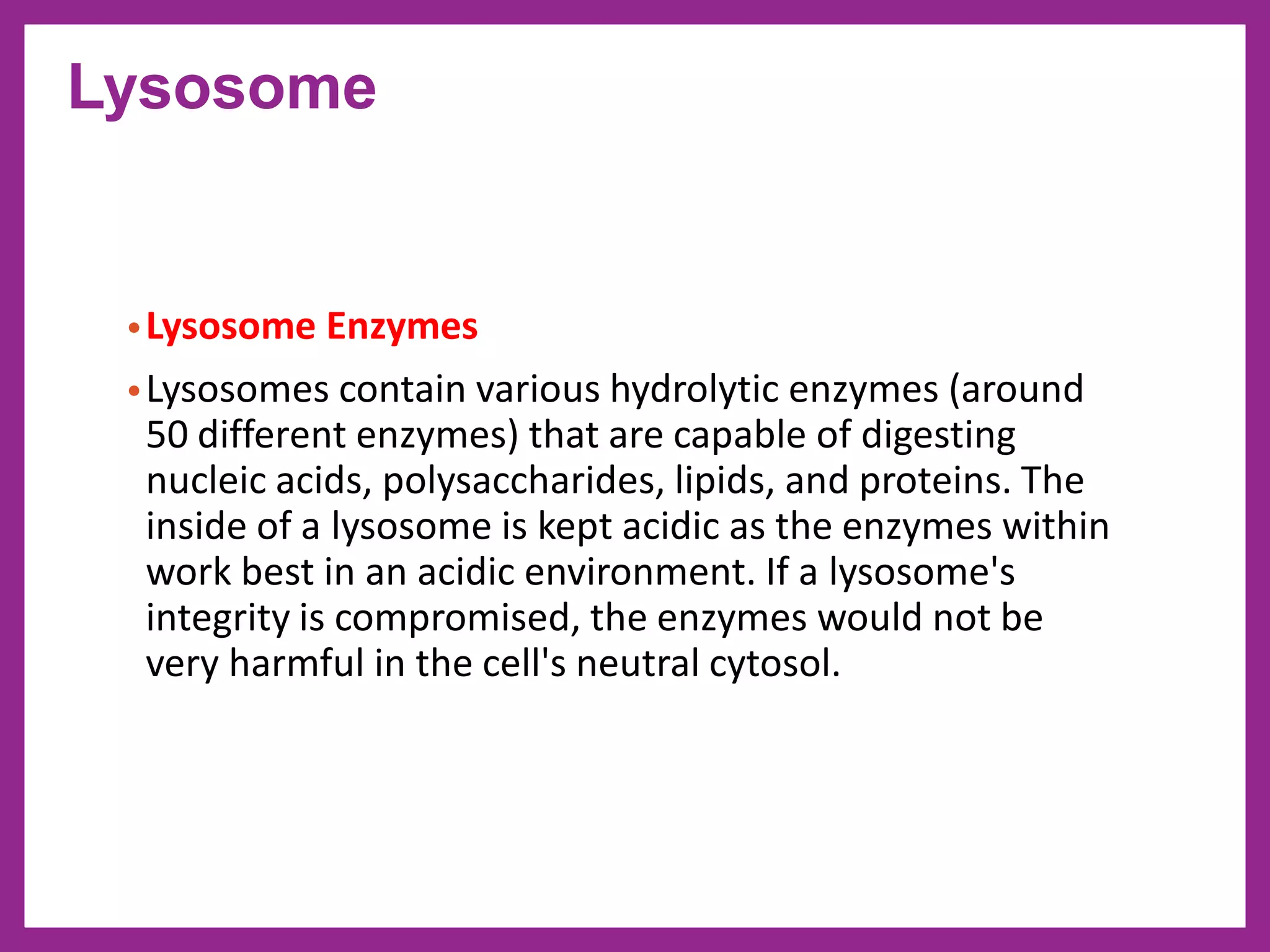 •Lysosome Enzymes
•Lysosomes contain various hydrolytic enzymes (around
50 different enzymes) that are capable of digesting
nucleic acids, polysaccharides, lipids, and proteins. The
inside of a lysosome is kept acidic as the enzymes within
work best in an acidic environment. If a lysosome's
integrity is compromised, the enzymes would not be
very harmful in the cell's neutral cytosol.
Lysosome
 