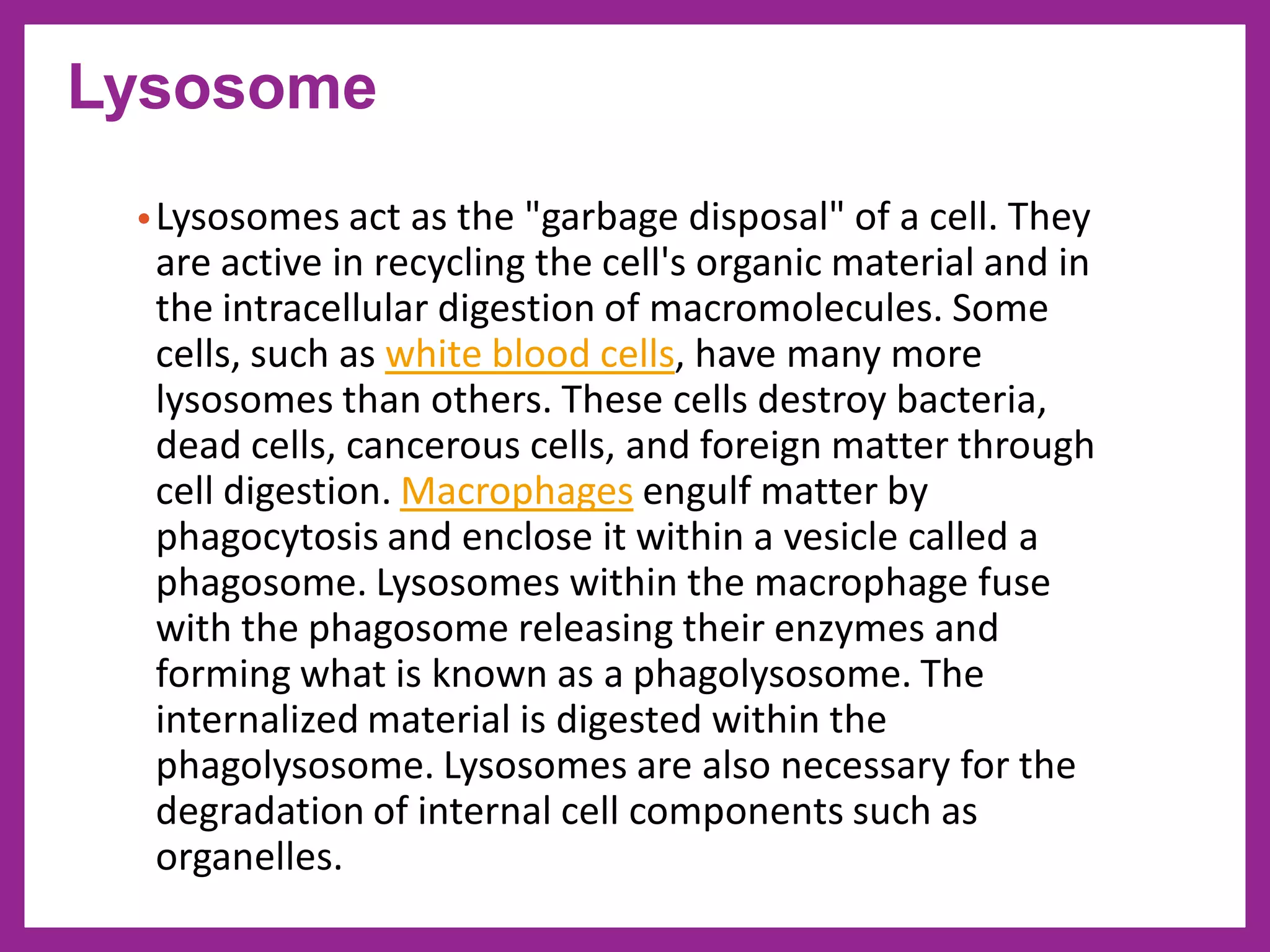 •Lysosomes act as the "garbage disposal" of a cell. They
are active in recycling the cell's organic material and in
the intracellular digestion of macromolecules. Some
cells, such as white blood cells, have many more
lysosomes than others. These cells destroy bacteria,
dead cells, cancerous cells, and foreign matter through
cell digestion. Macrophages engulf matter by
phagocytosis and enclose it within a vesicle called a
phagosome. Lysosomes within the macrophage fuse
with the phagosome releasing their enzymes and
forming what is known as a phagolysosome. The
internalized material is digested within the
phagolysosome. Lysosomes are also necessary for the
degradation of internal cell components such as
organelles.
Lysosome
 