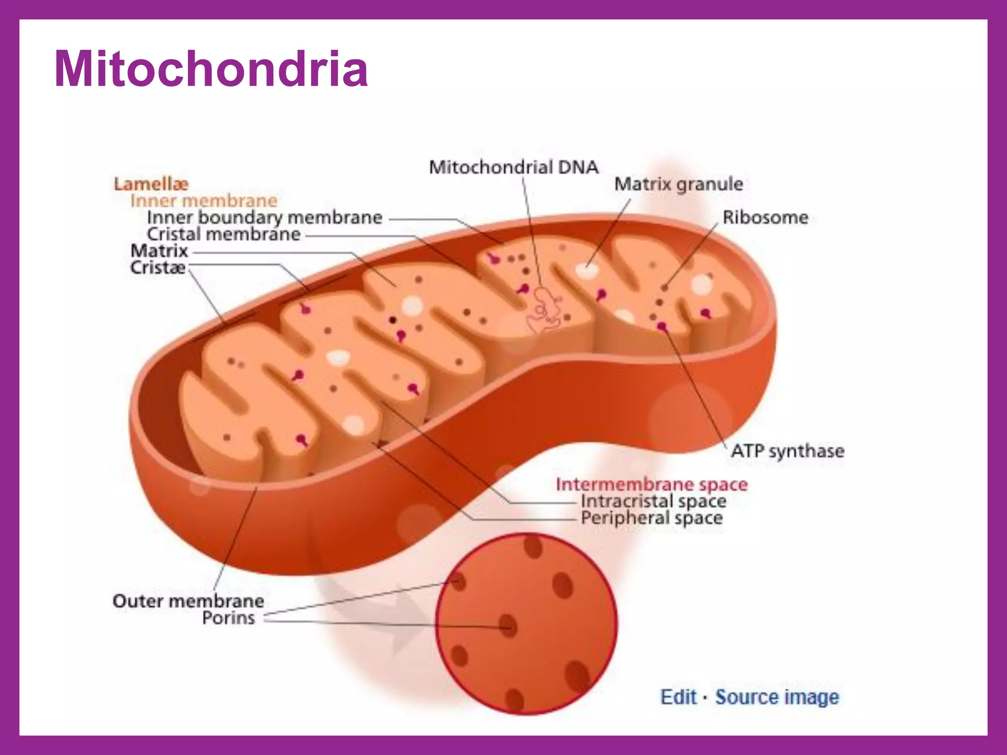 Mitochondria
 