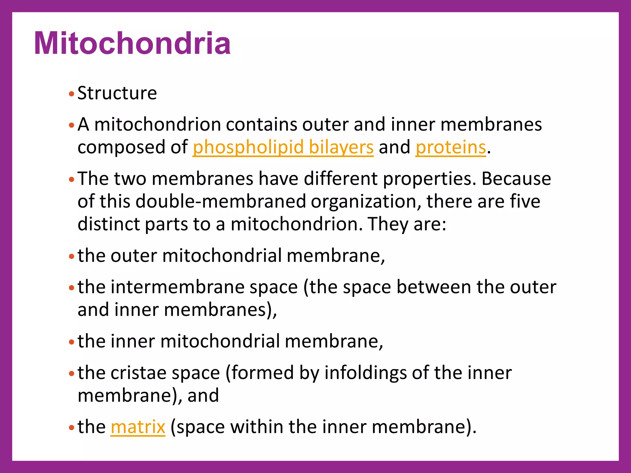•Structure
•A mitochondrion contains outer and inner membranes
composed of phospholipid bilayers and proteins.
•The two membranes have different properties. Because
of this double-membraned organization, there are five
distinct parts to a mitochondrion. They are:
•the outer mitochondrial membrane,
•the intermembrane space (the space between the outer
and inner membranes),
•the inner mitochondrial membrane,
•the cristae space (formed by infoldings of the inner
membrane), and
•the matrix (space within the inner membrane).
Mitochondria
 