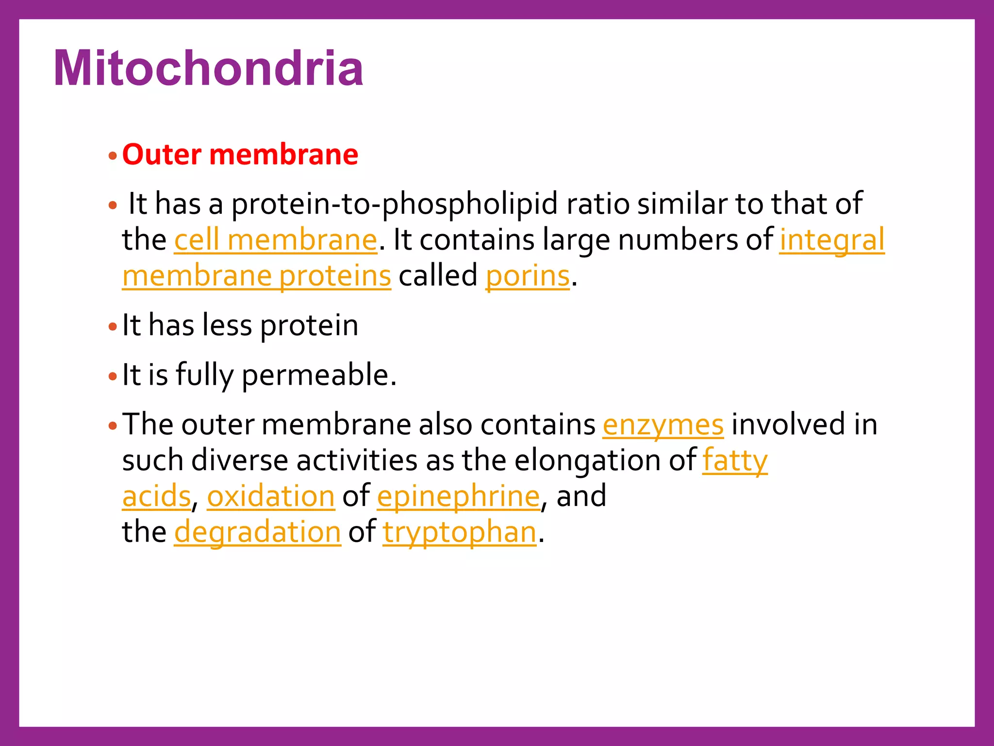 •Outer membrane
• It has a protein-to-phospholipid ratio similar to that of
the cell membrane. It contains large numbers of integral
membrane proteins called porins.
•It has less protein
•It is fully permeable.
•The outer membrane also contains enzymes involved in
such diverse activities as the elongation of fatty
acids, oxidation of epinephrine, and
the degradation of tryptophan.
Mitochondria
 