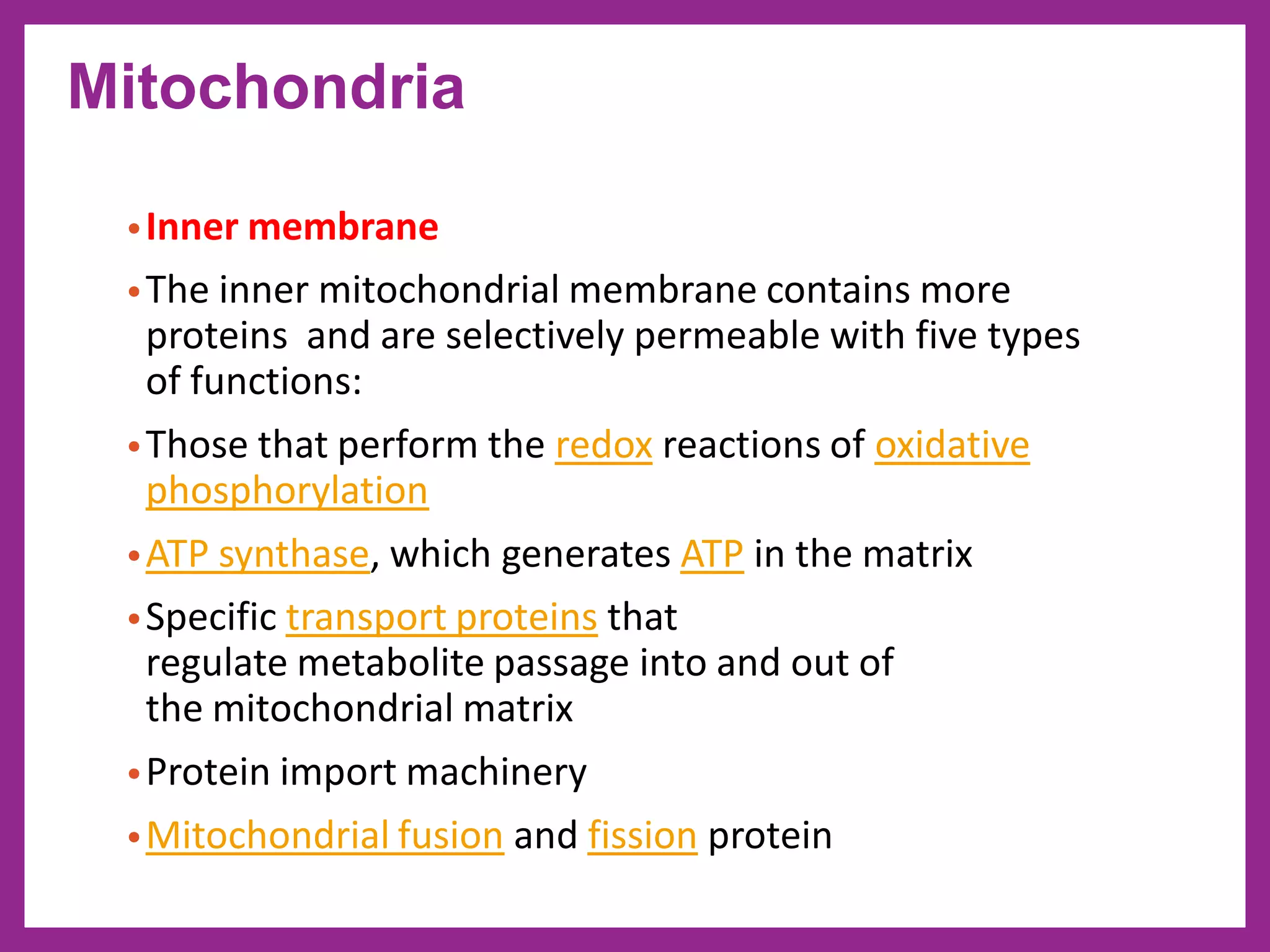 •Inner membrane
•The inner mitochondrial membrane contains more
proteins and are selectively permeable with five types
of functions:
•Those that perform the redox reactions of oxidative
phosphorylation
•ATP synthase, which generates ATP in the matrix
•Specific transport proteins that
regulate metabolite passage into and out of
the mitochondrial matrix
•Protein import machinery
•Mitochondrial fusion and fission protein
Mitochondria
 