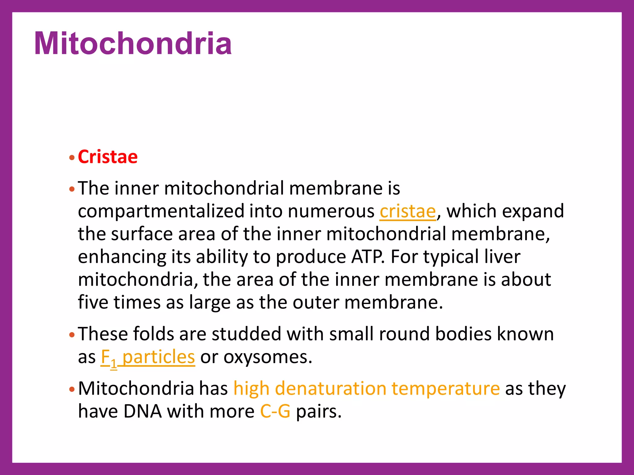 •Cristae
•The inner mitochondrial membrane is
compartmentalized into numerous cristae, which expand
the surface area of the inner mitochondrial membrane,
enhancing its ability to produce ATP. For typical liver
mitochondria, the area of the inner membrane is about
five times as large as the outer membrane.
•These folds are studded with small round bodies known
as F1 particles or oxysomes.
•Mitochondria has high denaturation temperature as they
have DNA with more C-G pairs.
Mitochondria
 