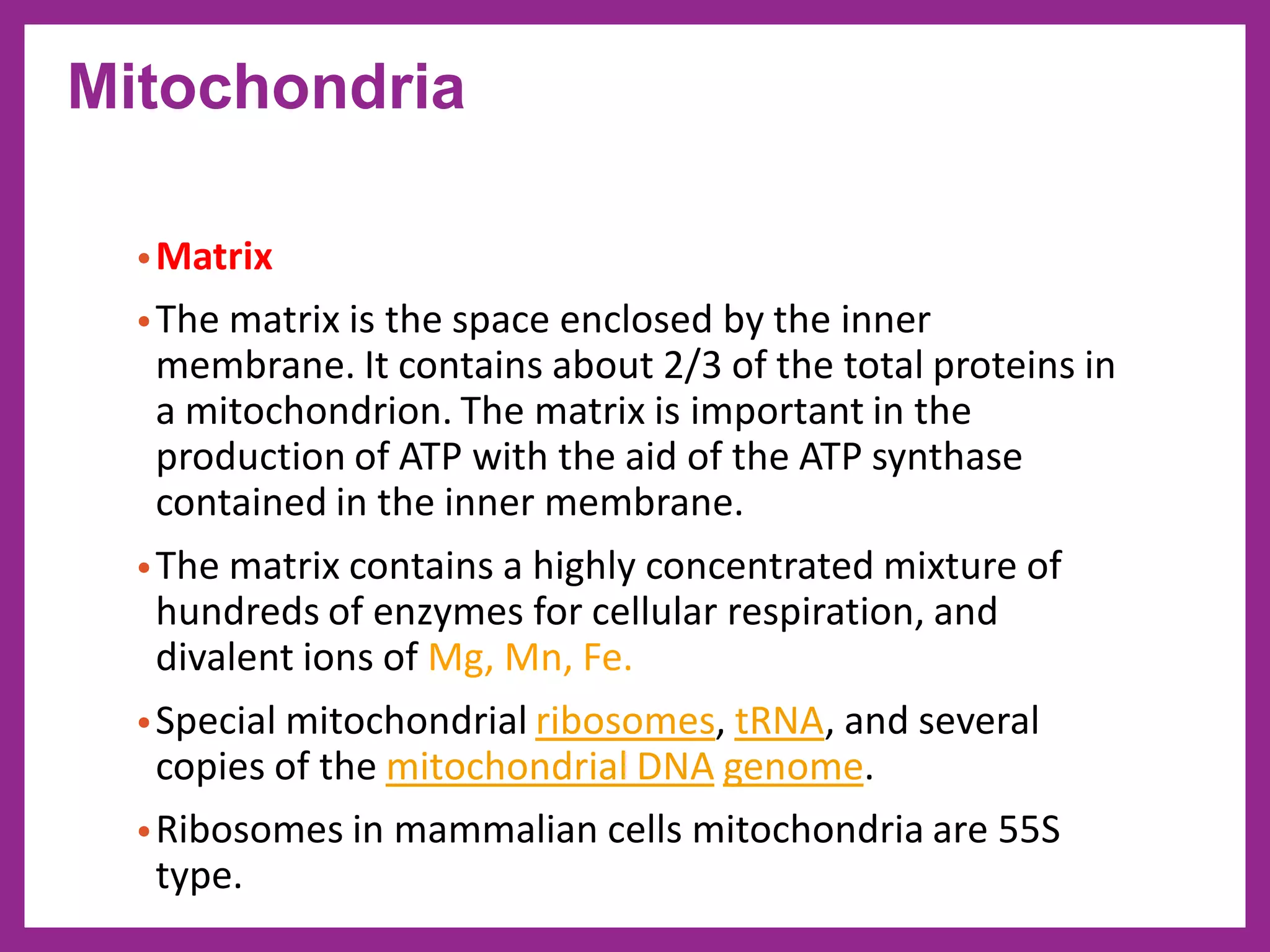 •Matrix
•The matrix is the space enclosed by the inner
membrane. It contains about 2/3 of the total proteins in
a mitochondrion. The matrix is important in the
production of ATP with the aid of the ATP synthase
contained in the inner membrane.
•The matrix contains a highly concentrated mixture of
hundreds of enzymes for cellular respiration, and
divalent ions of Mg, Mn, Fe.
•Special mitochondrial ribosomes, tRNA, and several
copies of the mitochondrial DNA genome.
•Ribosomes in mammalian cells mitochondria are 55S
type.
Mitochondria
 