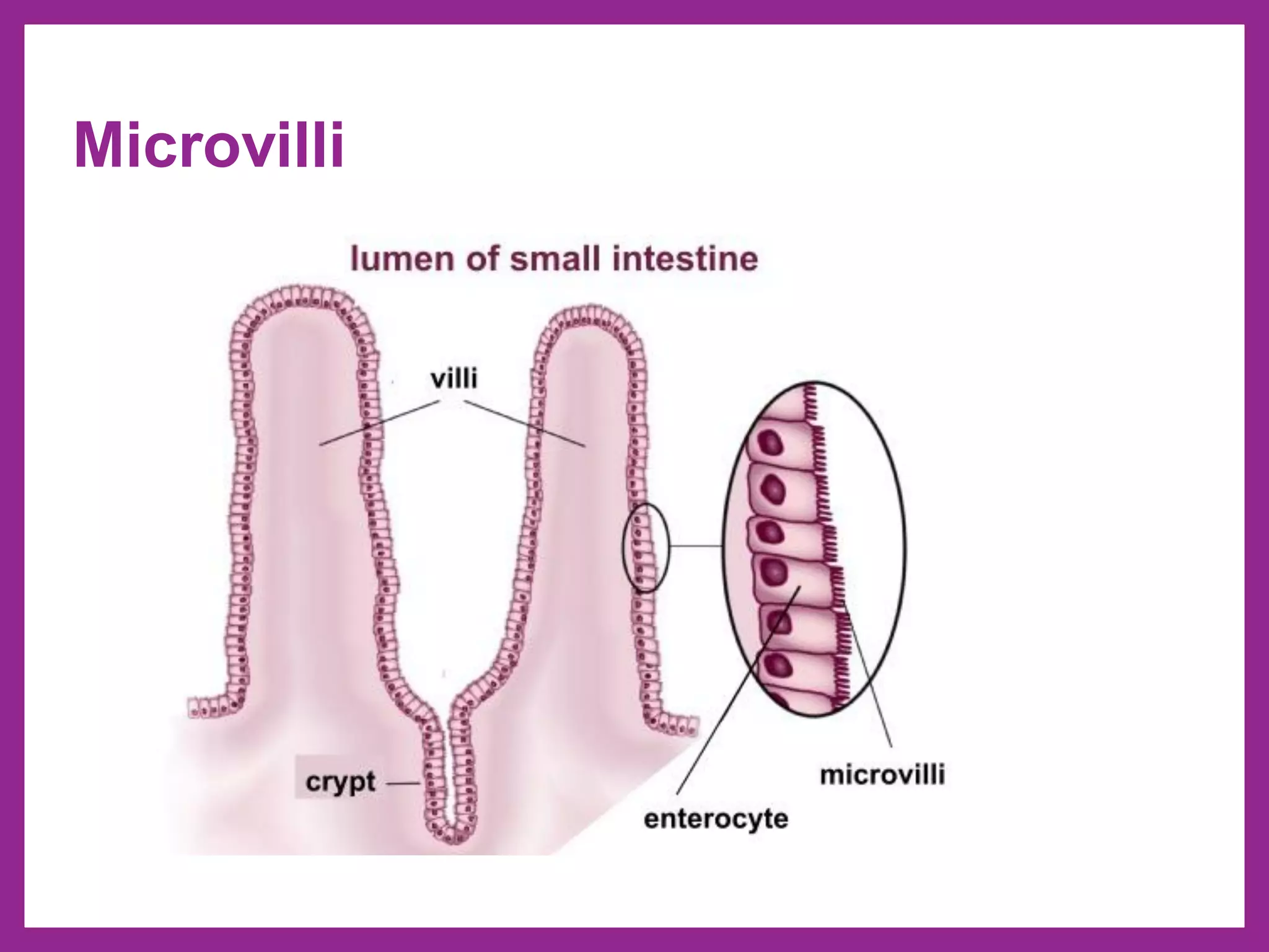 Microvilli
 
