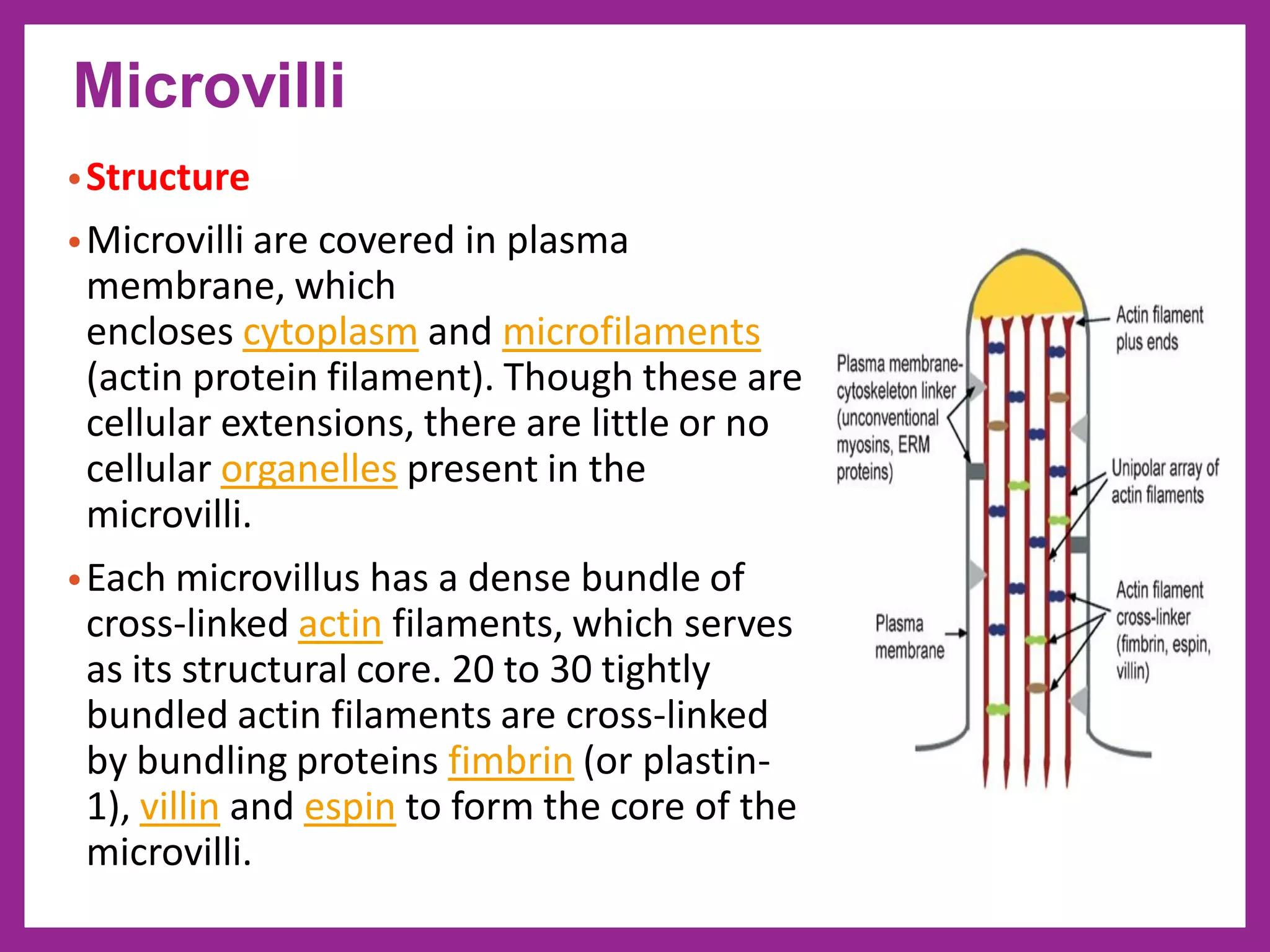 •Structure
•Microvilli are covered in plasma
membrane, which
encloses cytoplasm and microfilaments
(actin protein filament). Though these are
cellular extensions, there are little or no
cellular organelles present in the
microvilli.
•Each microvillus has a dense bundle of
cross-linked actin filaments, which serves
as its structural core. 20 to 30 tightly
bundled actin filaments are cross-linked
by bundling proteins fimbrin (or plastin-
1), villin and espin to form the core of the
microvilli.
Microvilli
 