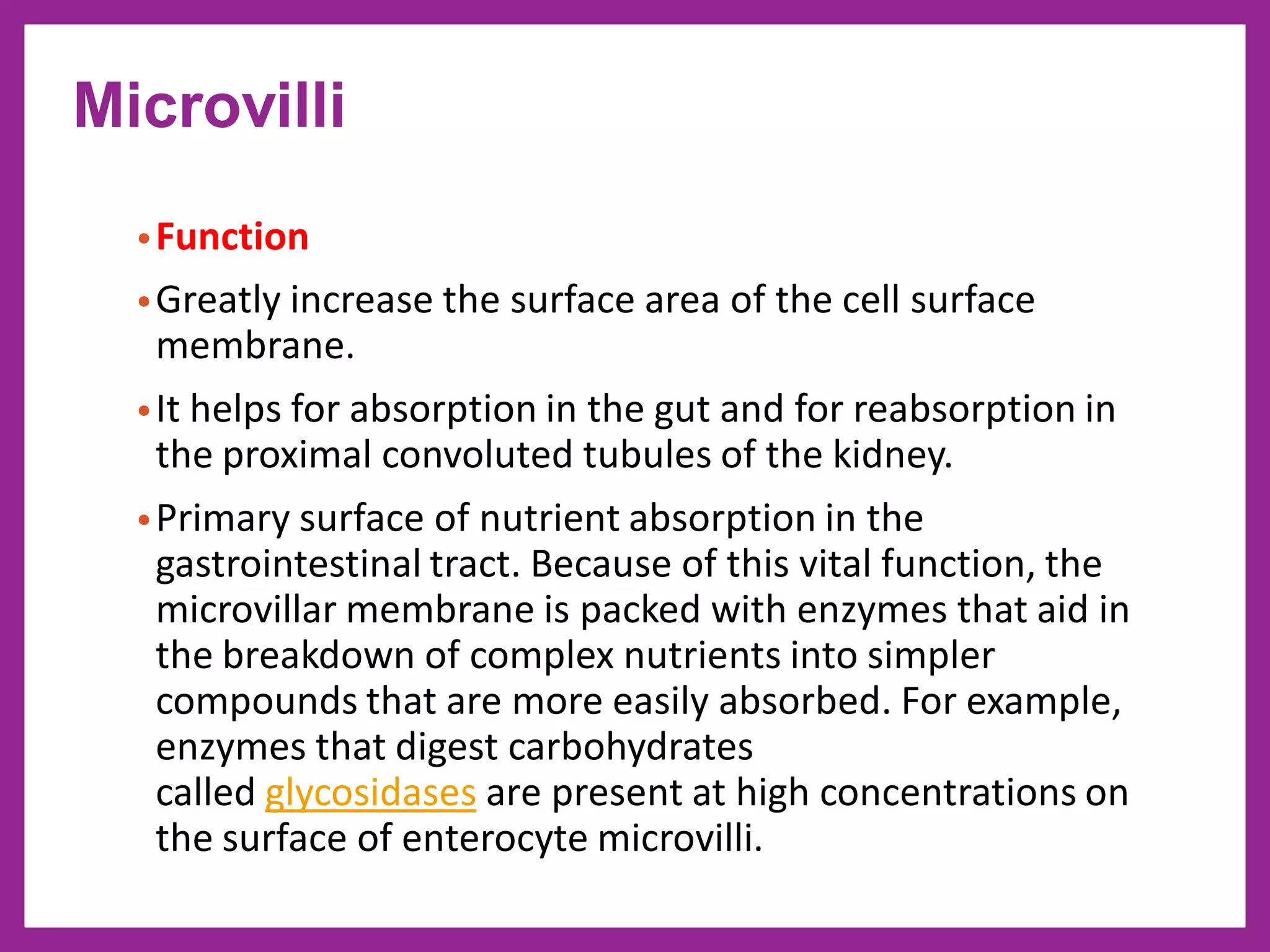 •Function
•Greatly increase the surface area of the cell surface
membrane.
•It helps for absorption in the gut and for reabsorption in
the proximal convoluted tubules of the kidney.
•Primary surface of nutrient absorption in the
gastrointestinal tract. Because of this vital function, the
microvillar membrane is packed with enzymes that aid in
the breakdown of complex nutrients into simpler
compounds that are more easily absorbed. For example,
enzymes that digest carbohydrates
called glycosidases are present at high concentrations on
the surface of enterocyte microvilli.
Microvilli
 