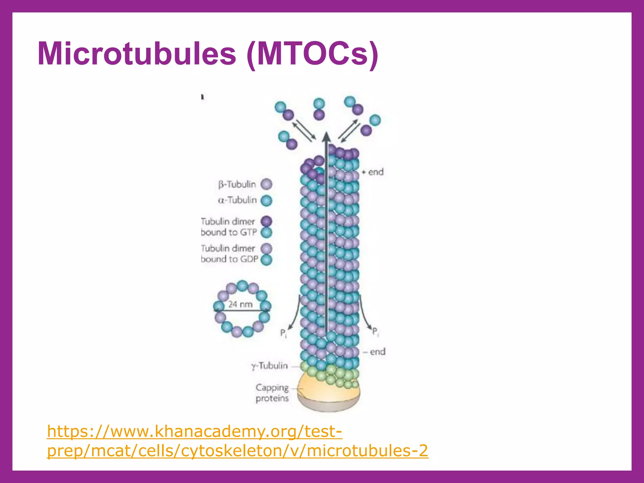 Microtubules (MTOCs)
https://www.khanacademy.org/test-
prep/mcat/cells/cytoskeleton/v/microtubules-2
 