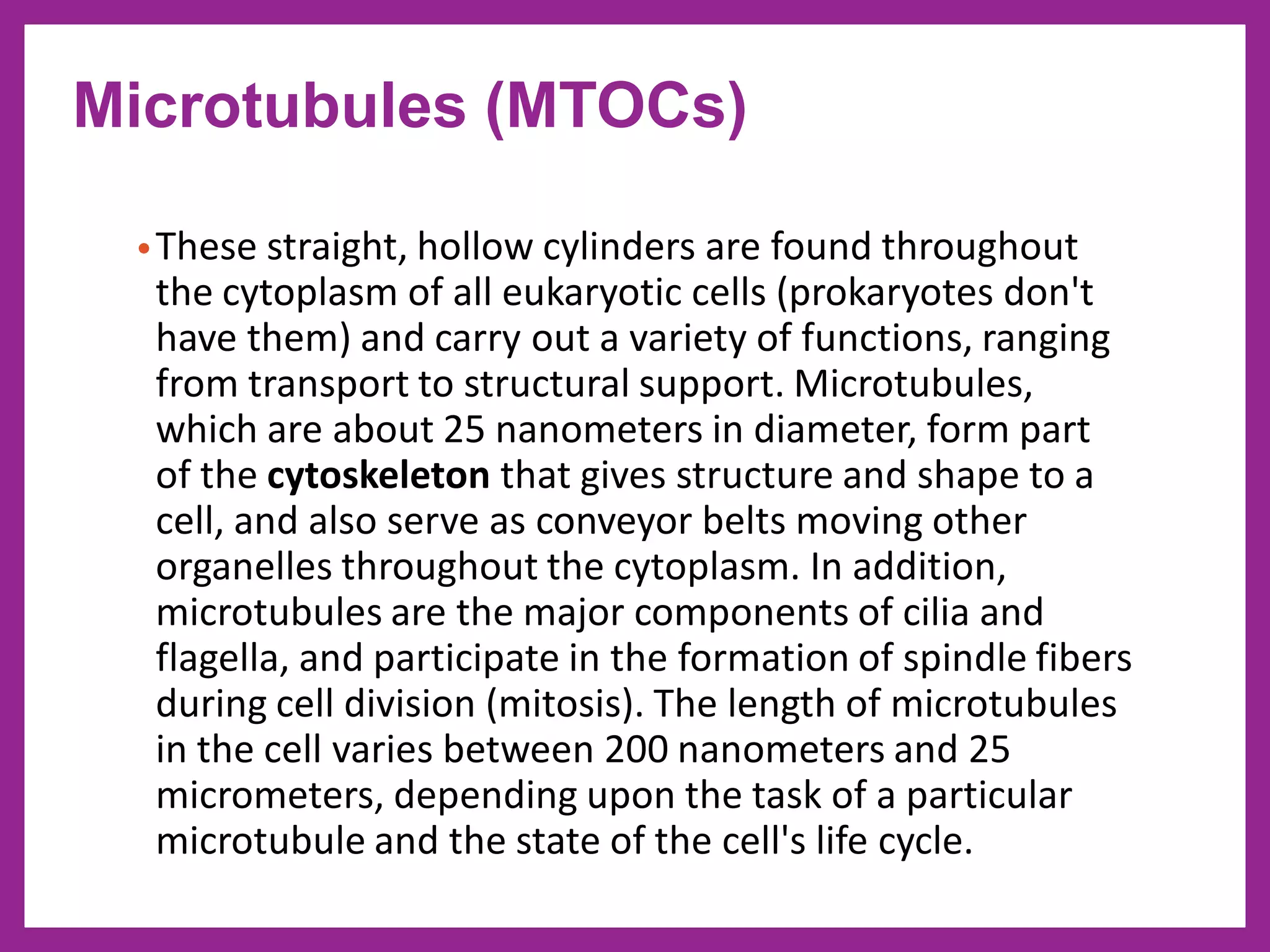 •These straight, hollow cylinders are found throughout
the cytoplasm of all eukaryotic cells (prokaryotes don't
have them) and carry out a variety of functions, ranging
from transport to structural support. Microtubules,
which are about 25 nanometers in diameter, form part
of the cytoskeleton that gives structure and shape to a
cell, and also serve as conveyor belts moving other
organelles throughout the cytoplasm. In addition,
microtubules are the major components of cilia and
flagella, and participate in the formation of spindle fibers
during cell division (mitosis). The length of microtubules
in the cell varies between 200 nanometers and 25
micrometers, depending upon the task of a particular
microtubule and the state of the cell's life cycle.
Microtubules (MTOCs)
 