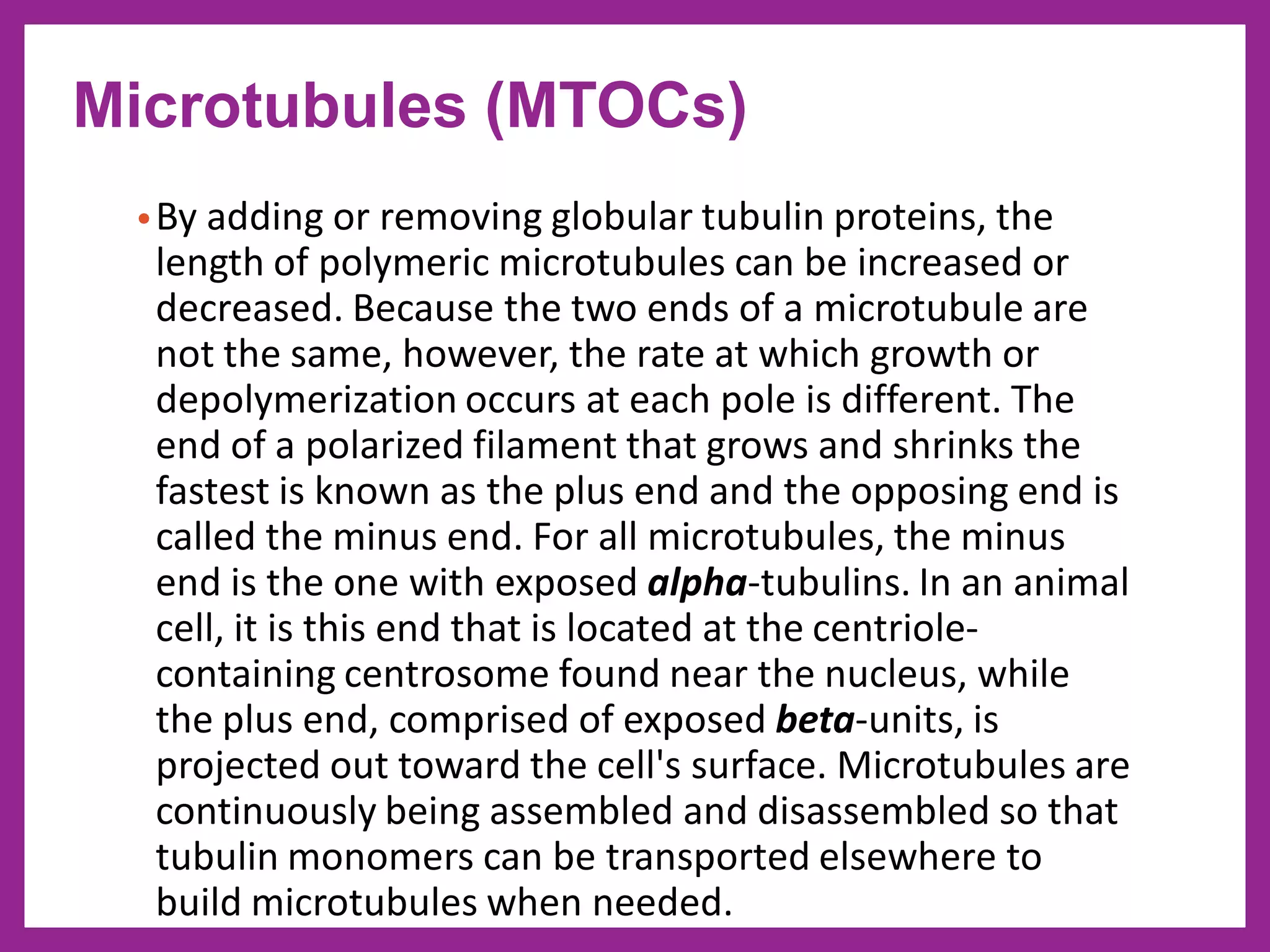 •By adding or removing globular tubulin proteins, the
length of polymeric microtubules can be increased or
decreased. Because the two ends of a microtubule are
not the same, however, the rate at which growth or
depolymerization occurs at each pole is different. The
end of a polarized filament that grows and shrinks the
fastest is known as the plus end and the opposing end is
called the minus end. For all microtubules, the minus
end is the one with exposed alpha-tubulins. In an animal
cell, it is this end that is located at the centriole-
containing centrosome found near the nucleus, while
the plus end, comprised of exposed beta-units, is
projected out toward the cell's surface. Microtubules are
continuously being assembled and disassembled so that
tubulin monomers can be transported elsewhere to
build microtubules when needed.
Microtubules (MTOCs)
 