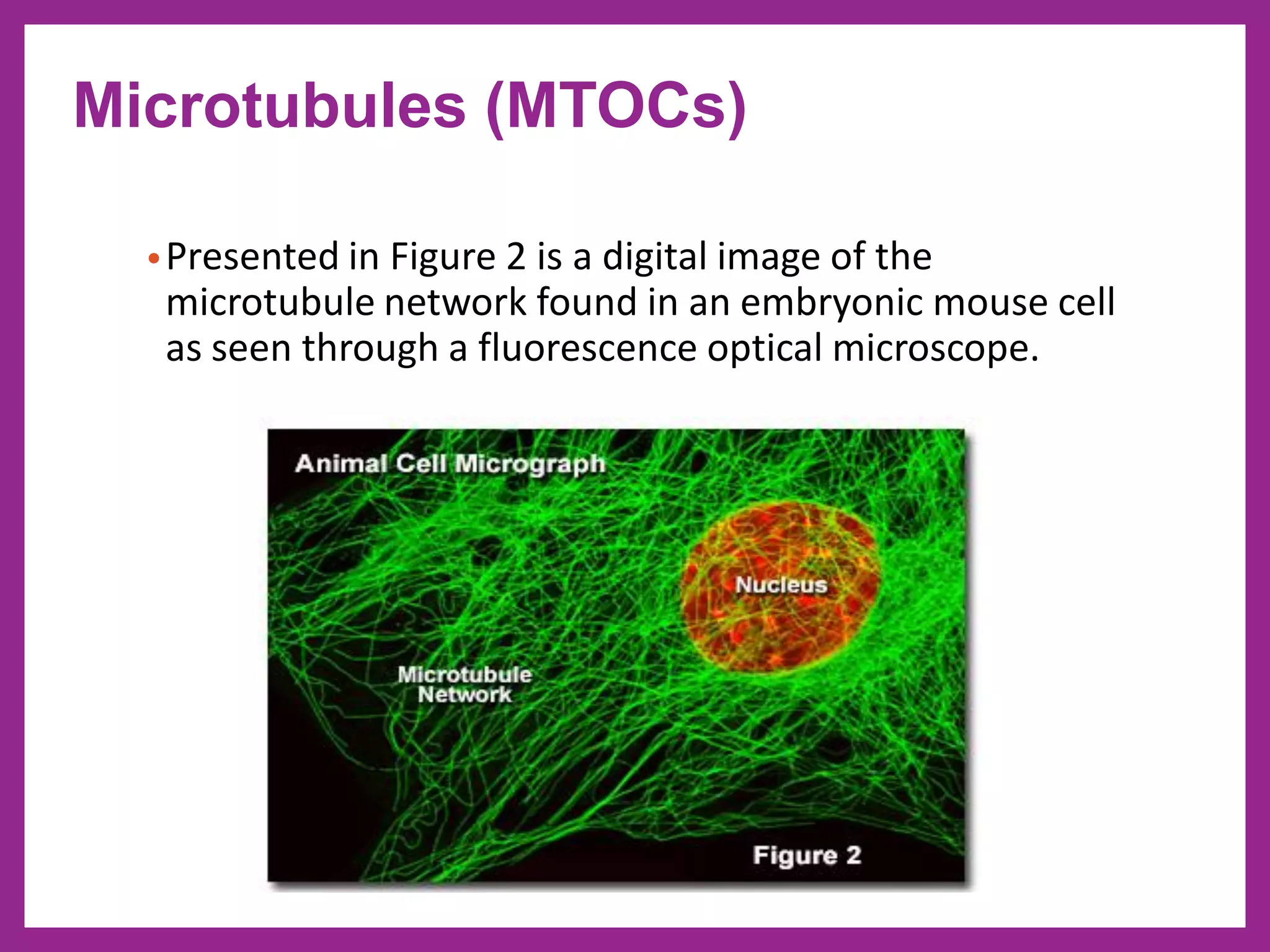 •Presented in Figure 2 is a digital image of the
microtubule network found in an embryonic mouse cell
as seen through a fluorescence optical microscope.
Microtubules (MTOCs)
 