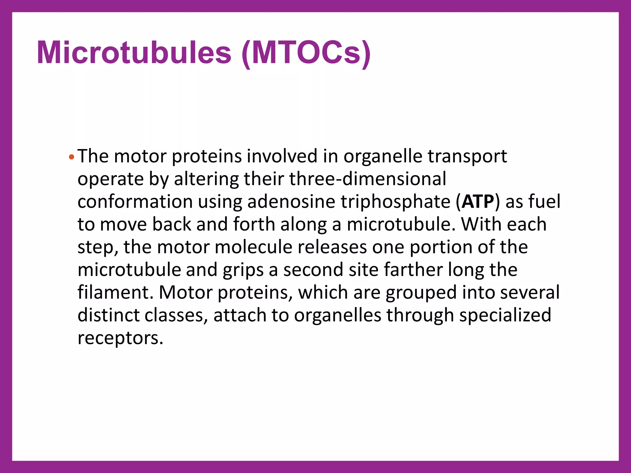•The motor proteins involved in organelle transport
operate by altering their three-dimensional
conformation using adenosine triphosphate (ATP) as fuel
to move back and forth along a microtubule. With each
step, the motor molecule releases one portion of the
microtubule and grips a second site farther long the
filament. Motor proteins, which are grouped into several
distinct classes, attach to organelles through specialized
receptors.
Microtubules (MTOCs)
 