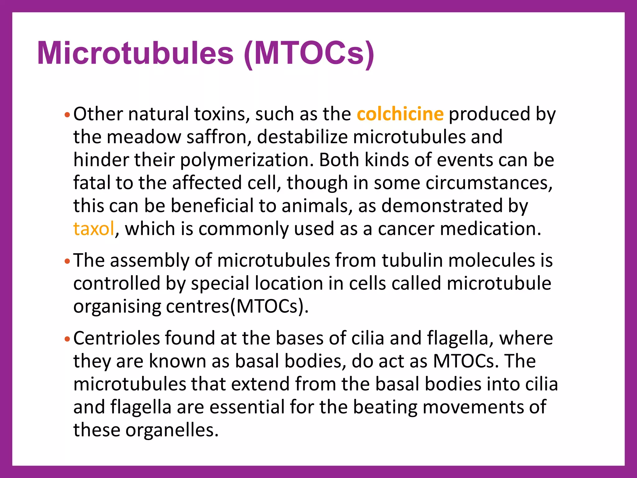 •Other natural toxins, such as the colchicine produced by
the meadow saffron, destabilize microtubules and
hinder their polymerization. Both kinds of events can be
fatal to the affected cell, though in some circumstances,
this can be beneficial to animals, as demonstrated by
taxol, which is commonly used as a cancer medication.
•The assembly of microtubules from tubulin molecules is
controlled by special location in cells called microtubule
organising centres(MTOCs).
•Centrioles found at the bases of cilia and flagella, where
they are known as basal bodies, do act as MTOCs. The
microtubules that extend from the basal bodies into cilia
and flagella are essential for the beating movements of
these organelles.
Microtubules (MTOCs)
 