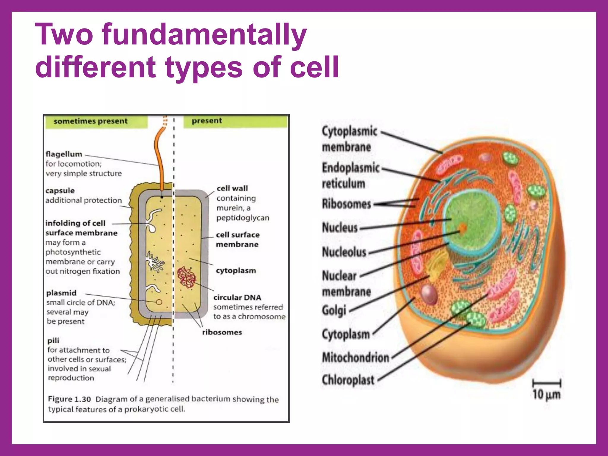 Two fundamentally
different types of cell
 
