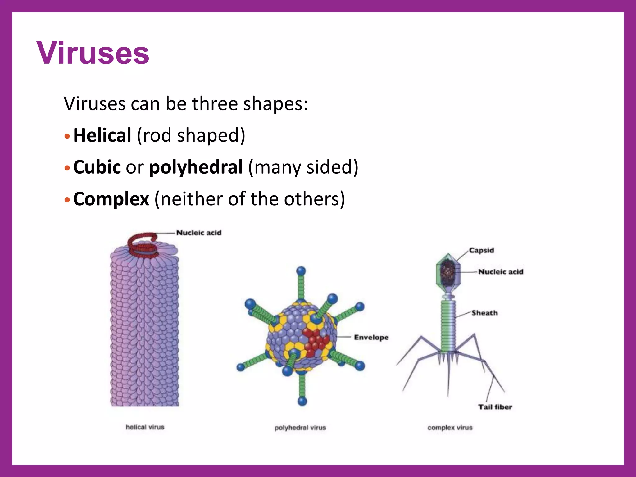 Viruses can be three shapes:
•Helical (rod shaped)
•Cubic or polyhedral (many sided)
•Complex (neither of the others)
Viruses
 
