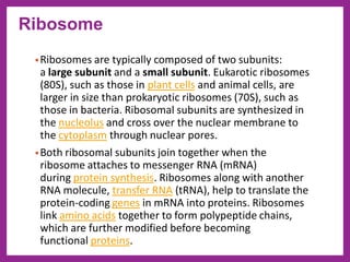 Cell structure | PDF