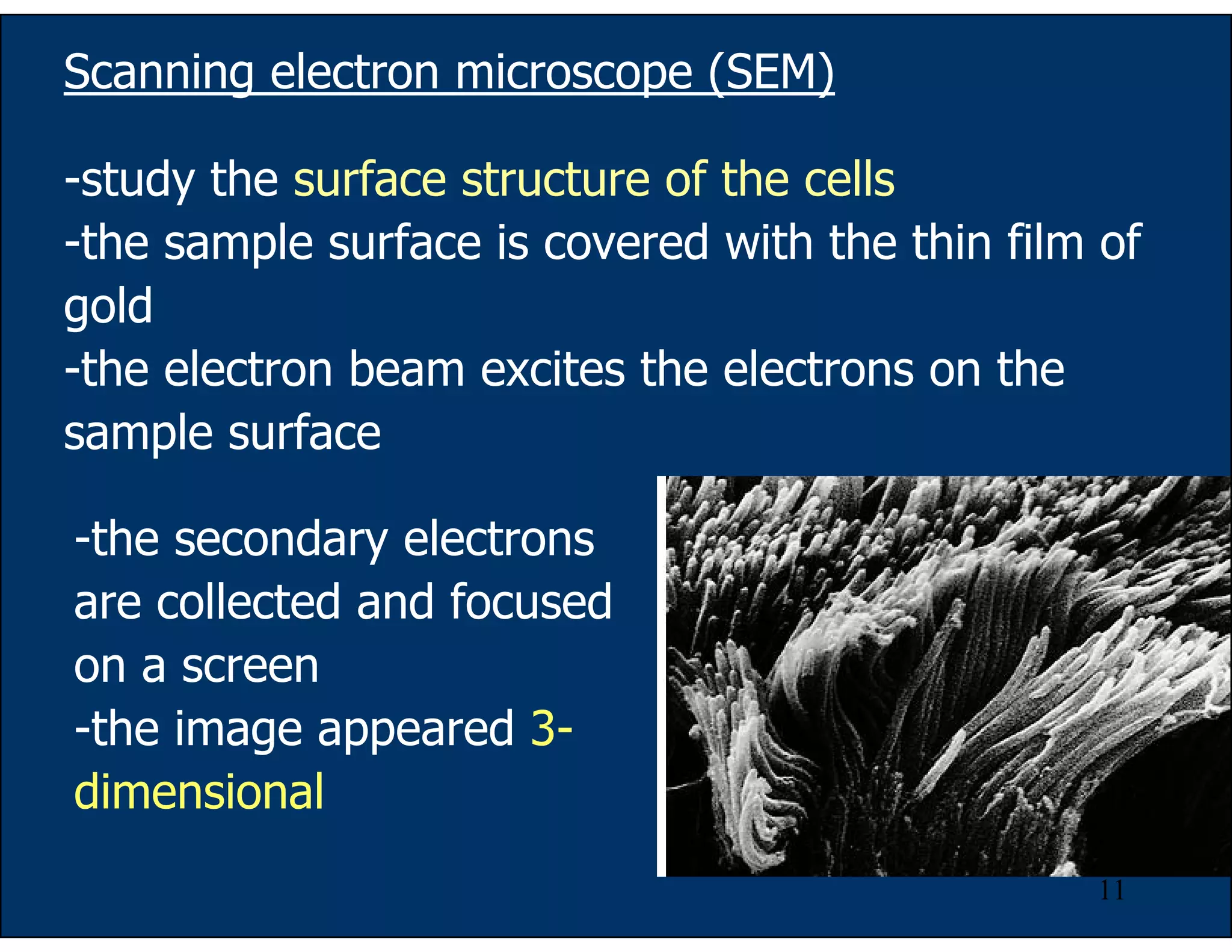 11
Scanning electron microscope (SEM)
-study the surface structure of the cells
-the sample surface is covered with the thin film of
gold
-the electron beam excites the electrons on the
sample surface
-the secondary electrons
are collected and focused
on a screen
-the image appeared 3-
dimensional
 