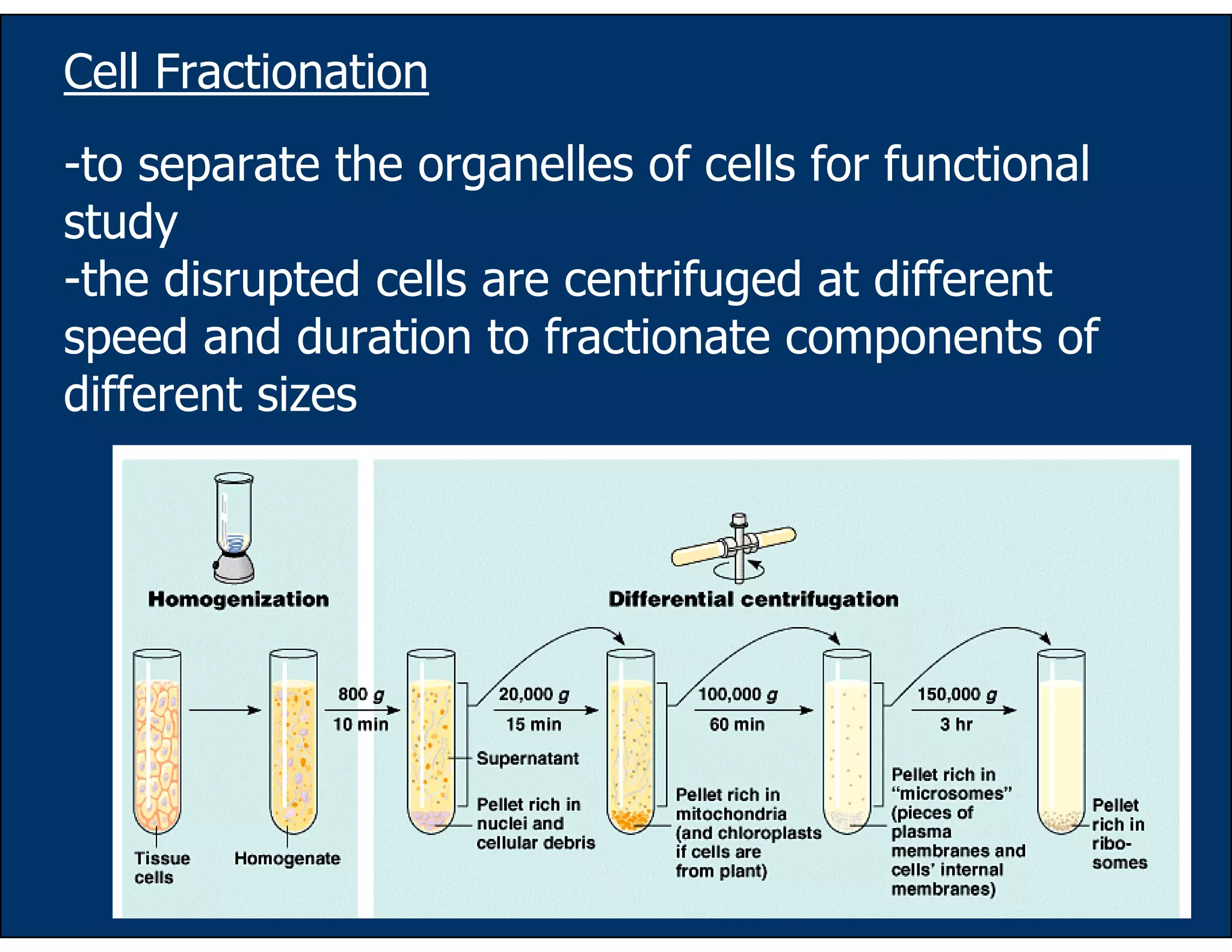 12
Cell Fractionation
-to separate the organelles of cells for functional
study
-the disrupted cells are centrifuged at different
speed and duration to fractionate components of
different sizes
 