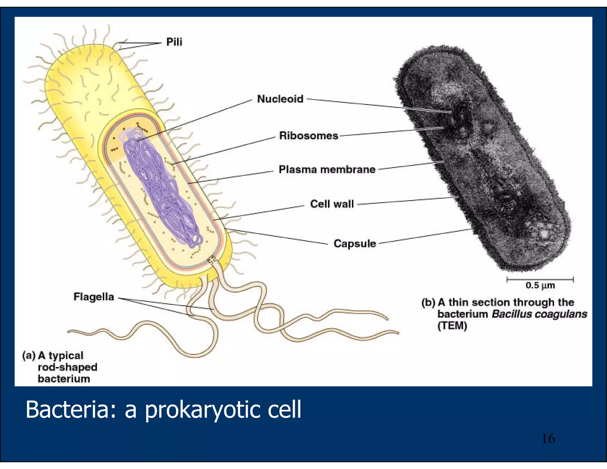 16
Bacteria: a prokaryotic cell
 