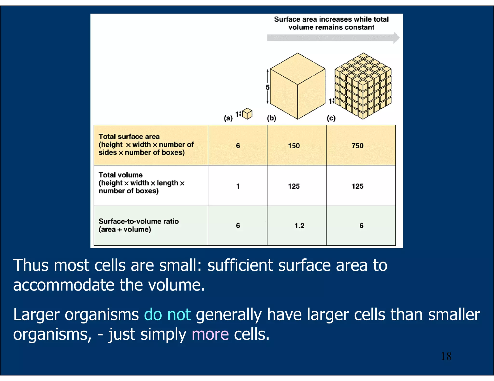 18
Thus most cells are small: sufficient surface area to
accommodate the volume.
Larger organisms do not generally have larger cells than smaller
organisms, - just simply more cells.
 