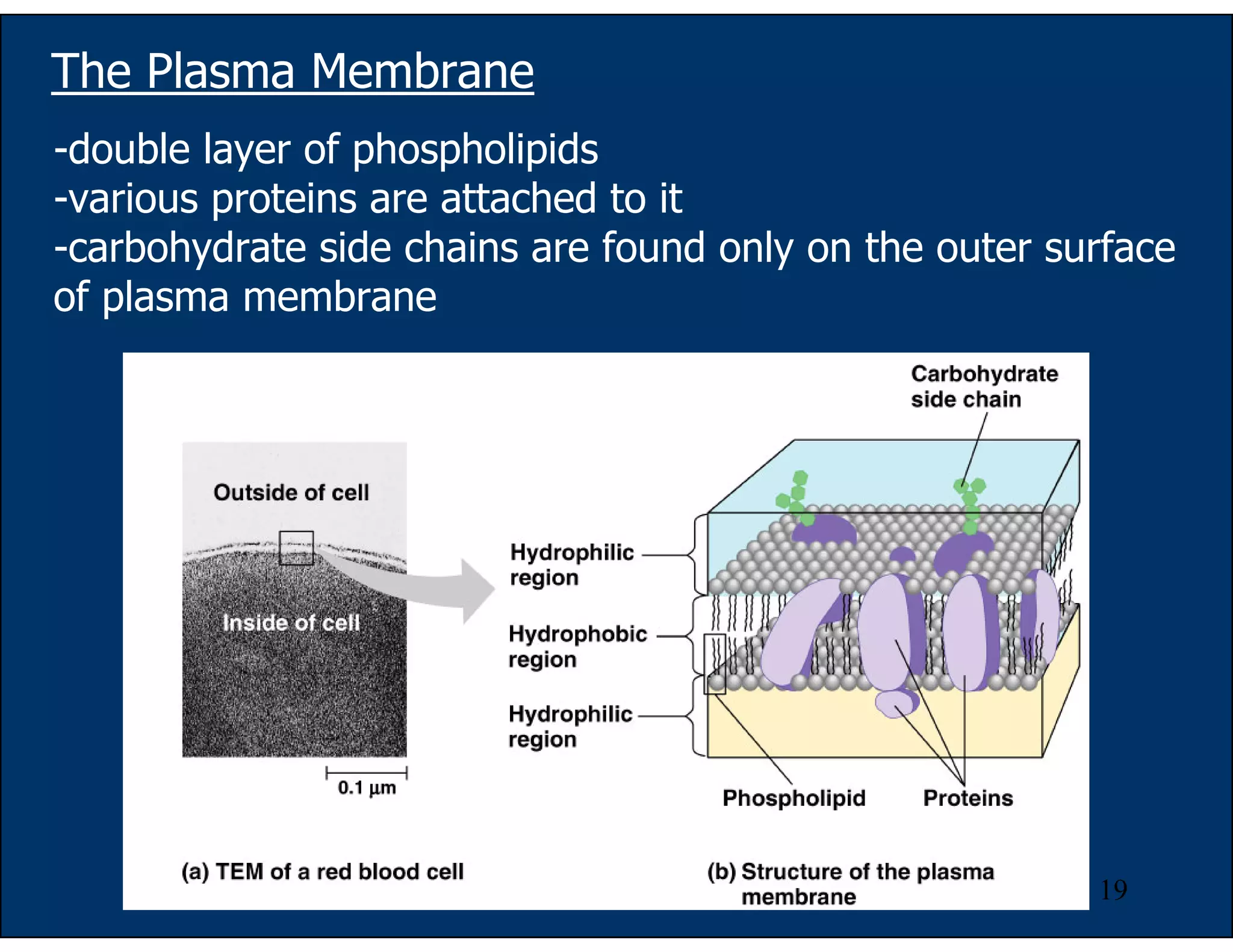 19
The Plasma Membrane
-double layer of phospholipids
-various proteins are attached to it
-carbohydrate side chains are found only on the outer surface
of plasma membrane
 