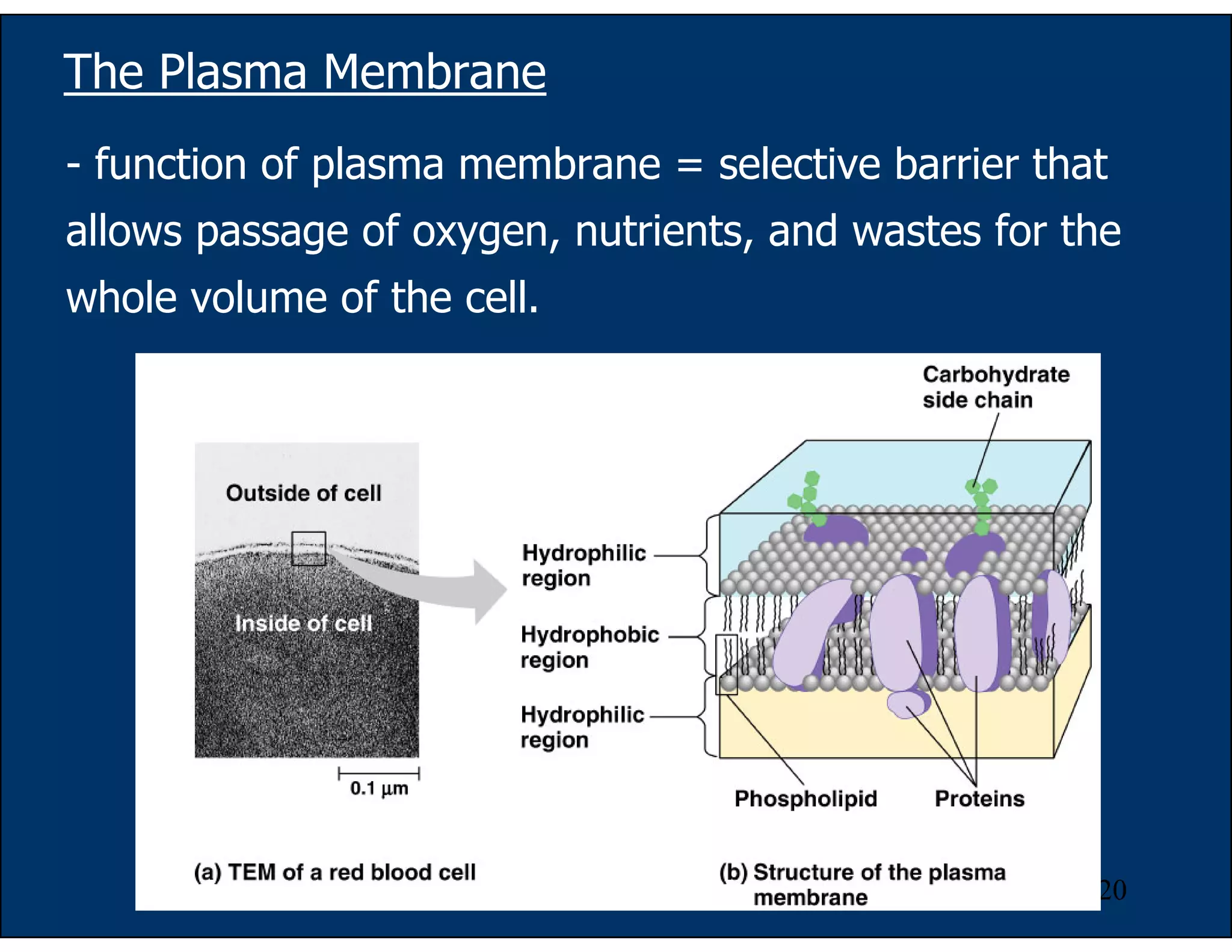 20
The Plasma Membrane
- function of plasma membrane = selective barrier that
allows passage of oxygen, nutrients, and wastes for the
whole volume of the cell.
 