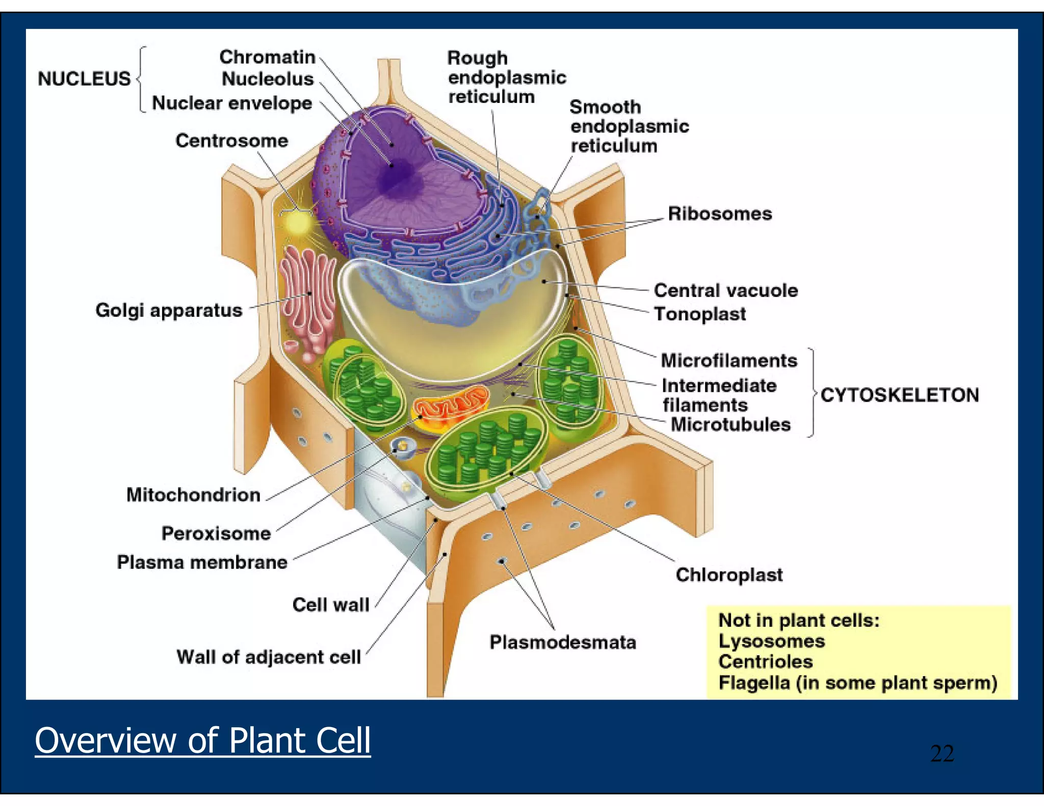 22
Overview of Plant Cell
 