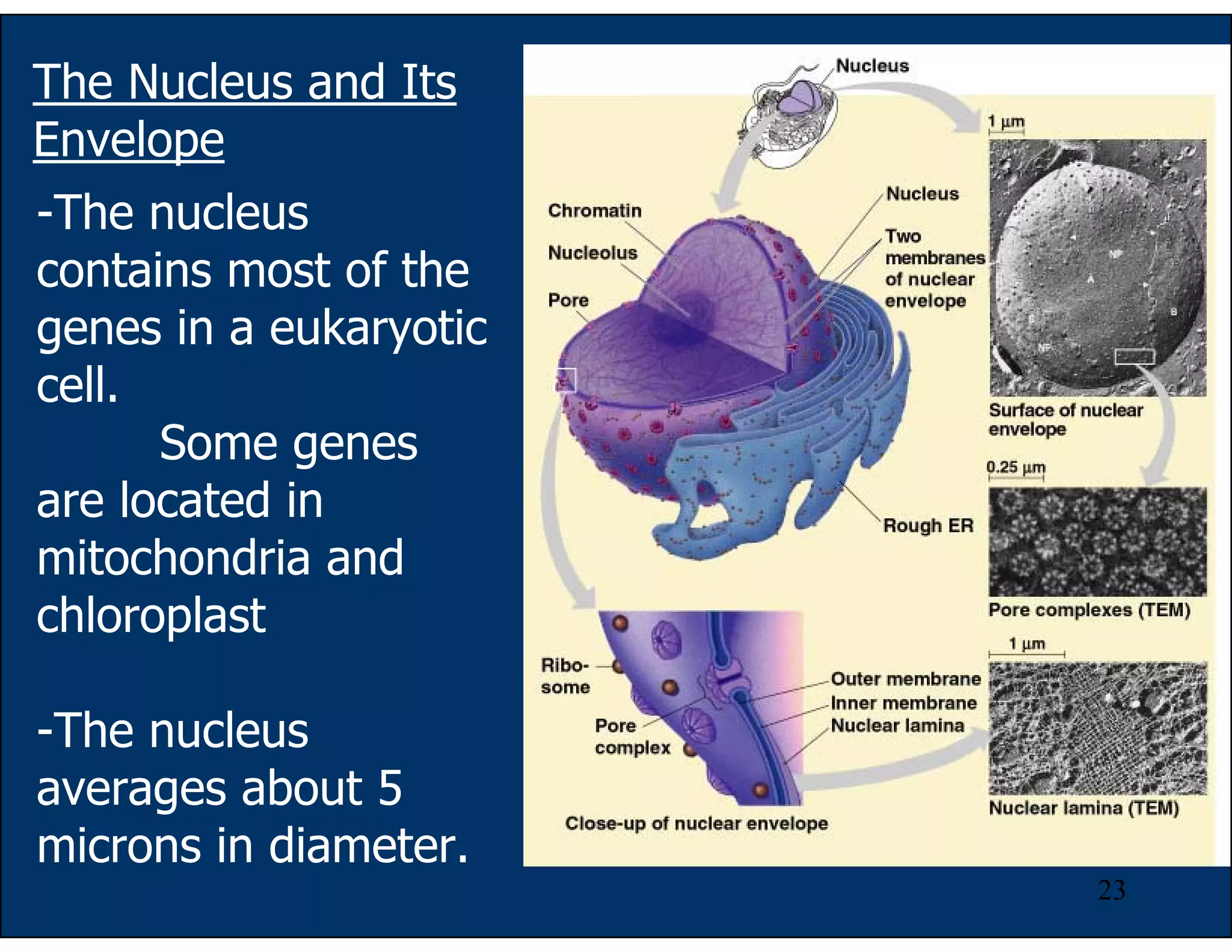 23
-The nucleus
contains most of the
genes in a eukaryotic
cell.
Some genes
are located in
mitochondria and
chloroplast
-The nucleus
averages about 5
microns in diameter.
The Nucleus and Its
Envelope
 