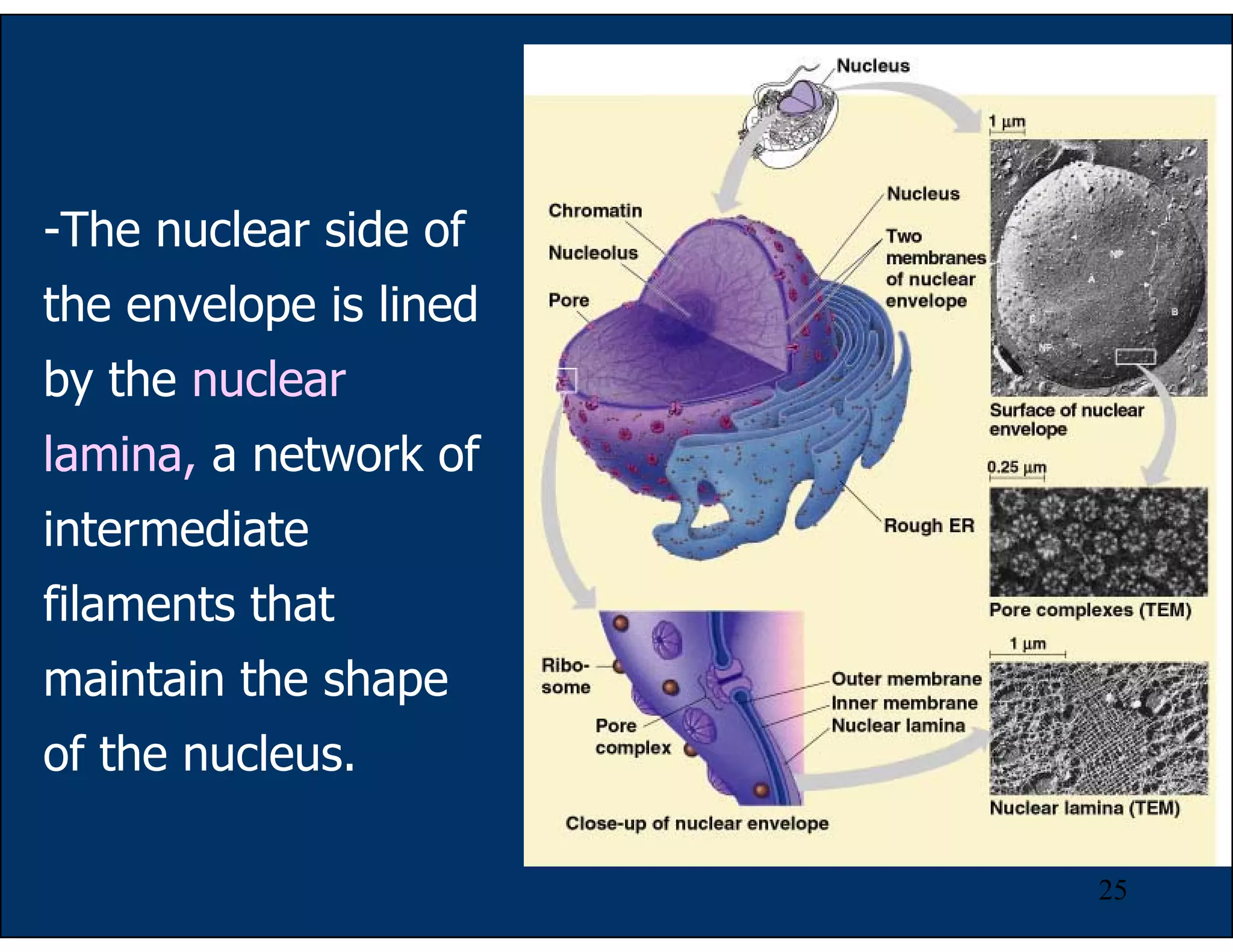 25
-The nuclear side of
the envelope is lined
by the nuclear
lamina, a network of
intermediate
filaments that
maintain the shape
of the nucleus.
 