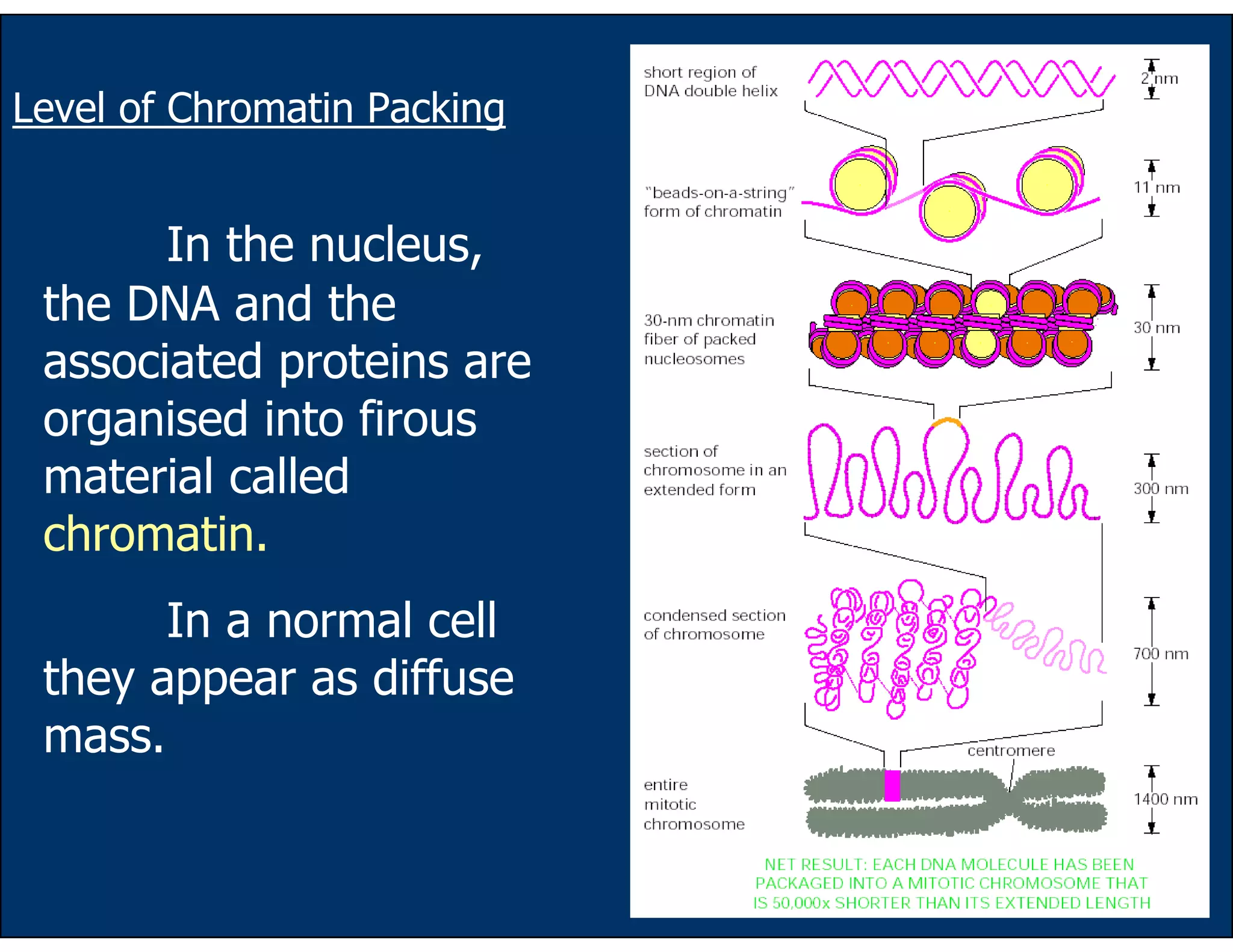 26
Level of Chromatin Packing
In the nucleus,
the DNA and the
associated proteins are
organised into firous
material called
chromatin.
In a normal cell
they appear as diffuse
mass.
 