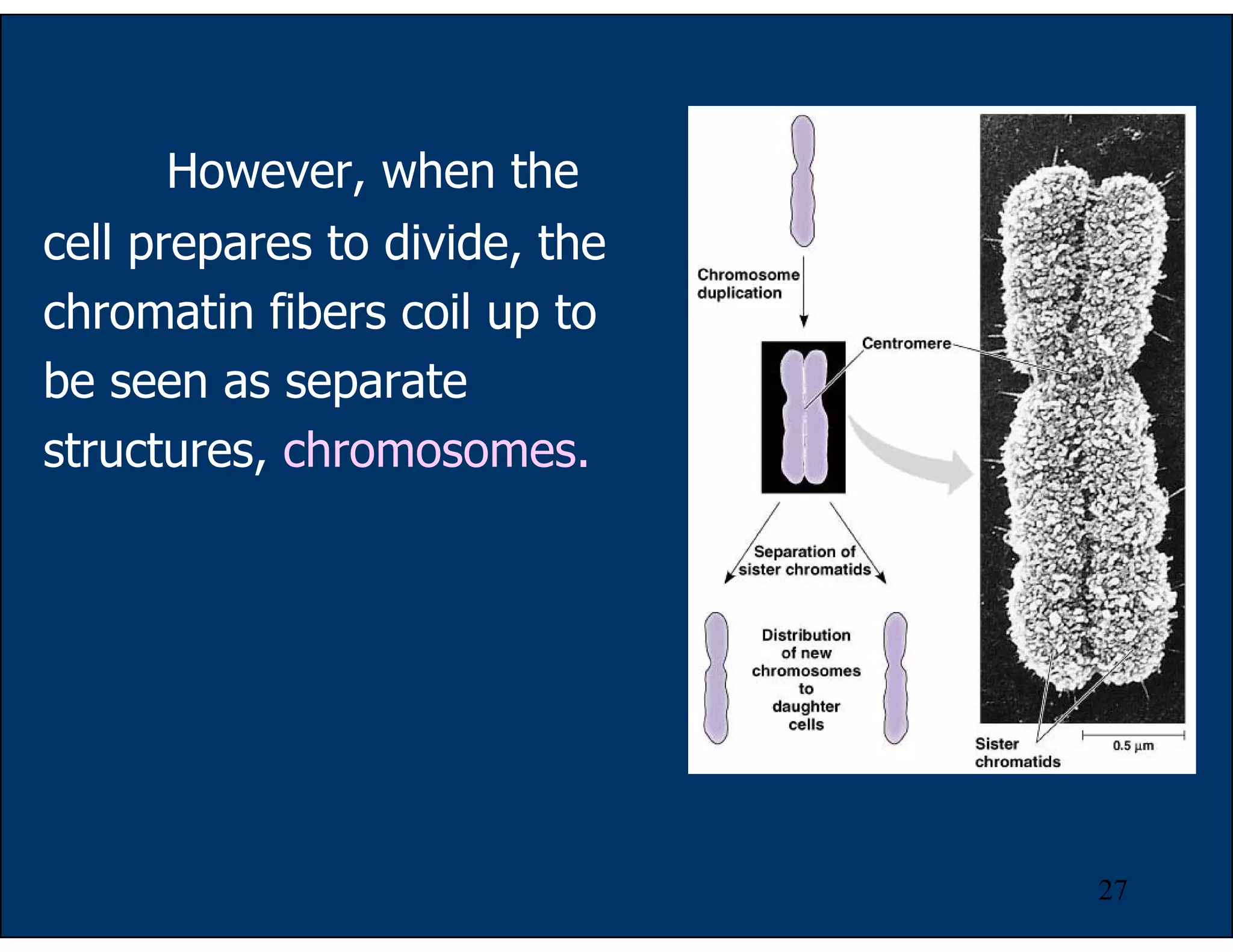 27
However, when the
cell prepares to divide, the
chromatin fibers coil up to
be seen as separate
structures, chromosomes.
 