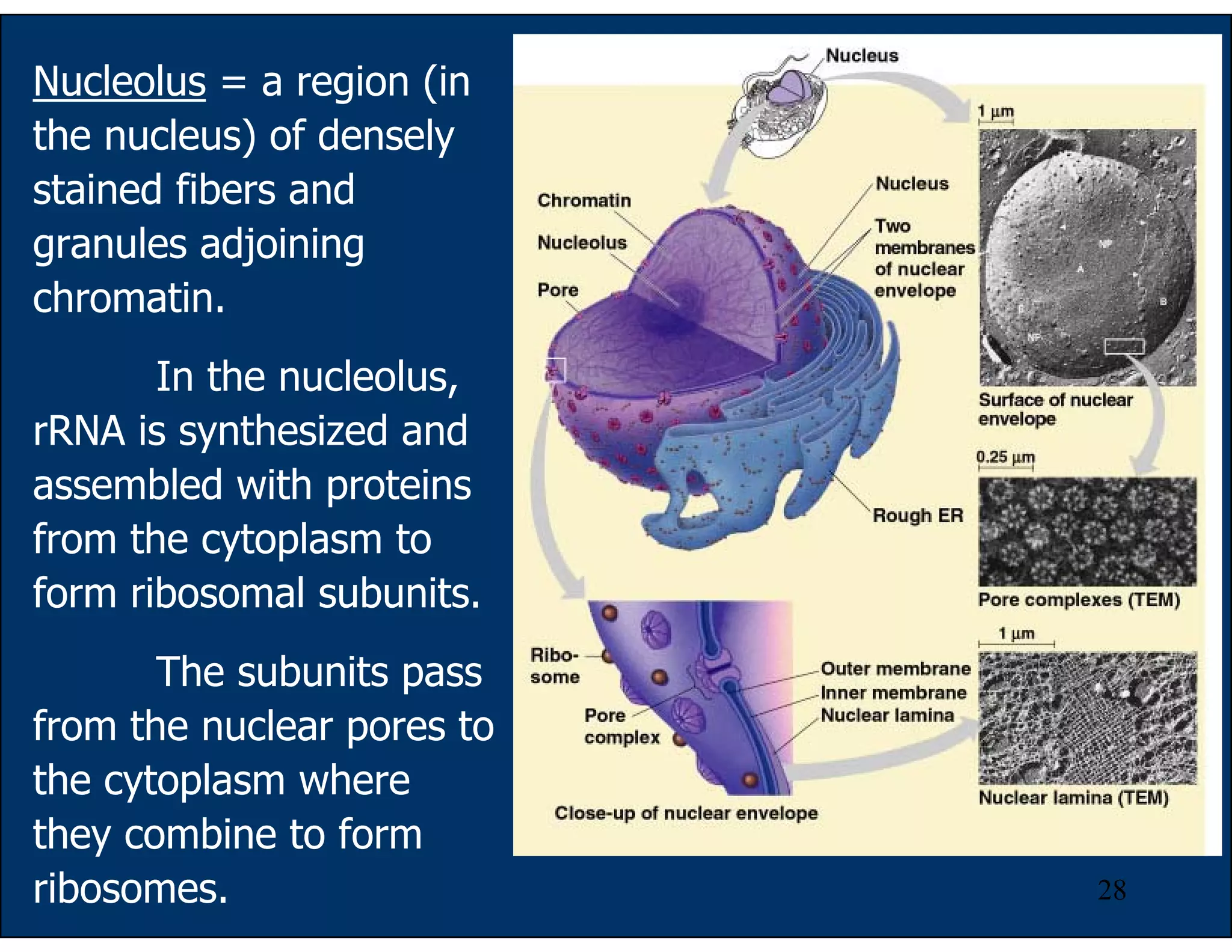 28
Nucleolus = a region (in
the nucleus) of densely
stained fibers and
granules adjoining
chromatin.
In the nucleolus,
rRNA is synthesized and
assembled with proteins
from the cytoplasm to
form ribosomal subunits.
The subunits pass
from the nuclear pores to
the cytoplasm where
they combine to form
ribosomes.
 