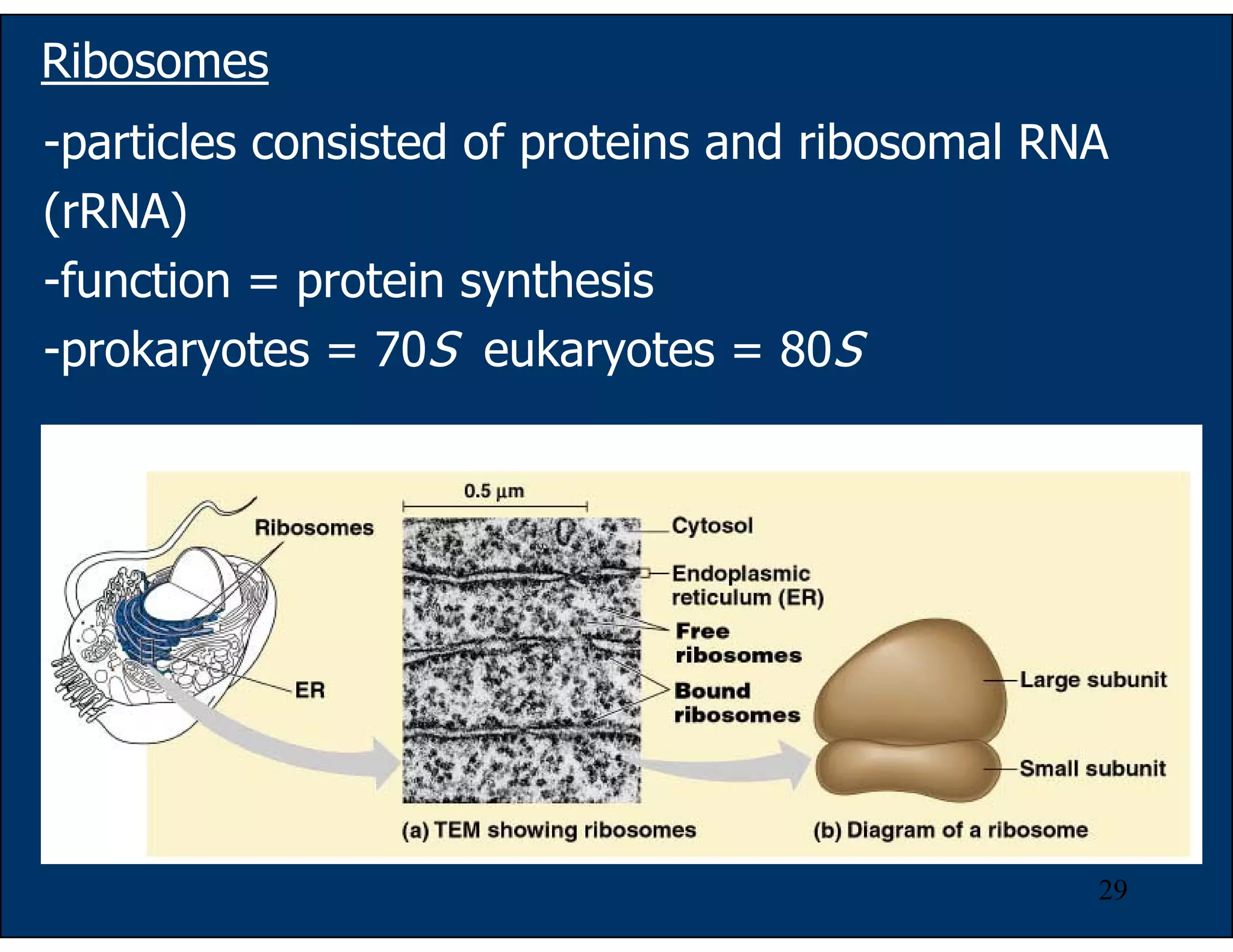 29
Ribosomes
-particles consisted of proteins and ribosomal RNA
(rRNA)
-function = protein synthesis
-prokaryotes = 70S eukaryotes = 80S
 