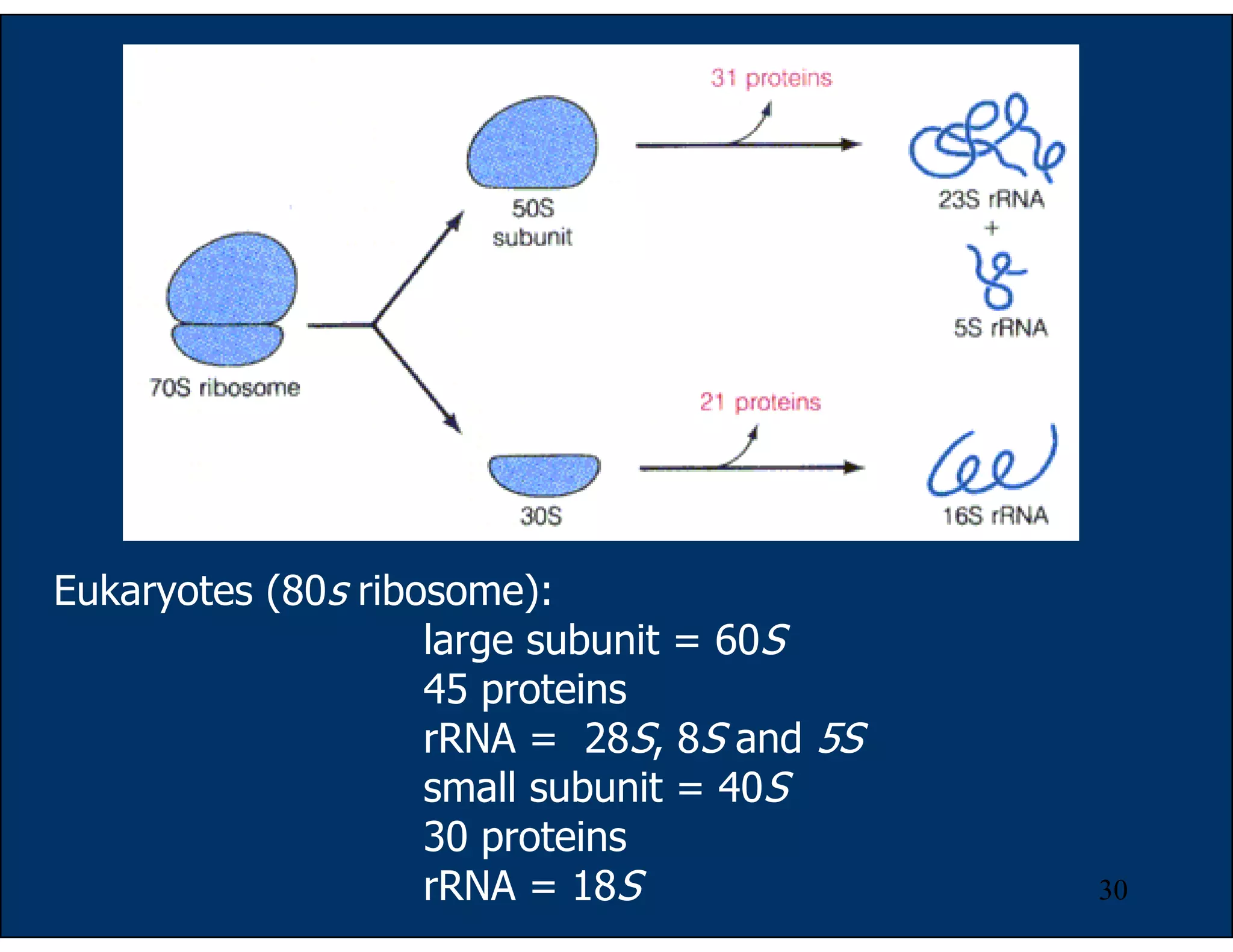 30
Eukaryotes (80s ribosome):
large subunit = 60S
45 proteins
rRNA = 28S, 8S and 5S
small subunit = 40S
30 proteins
rRNA = 18S
 