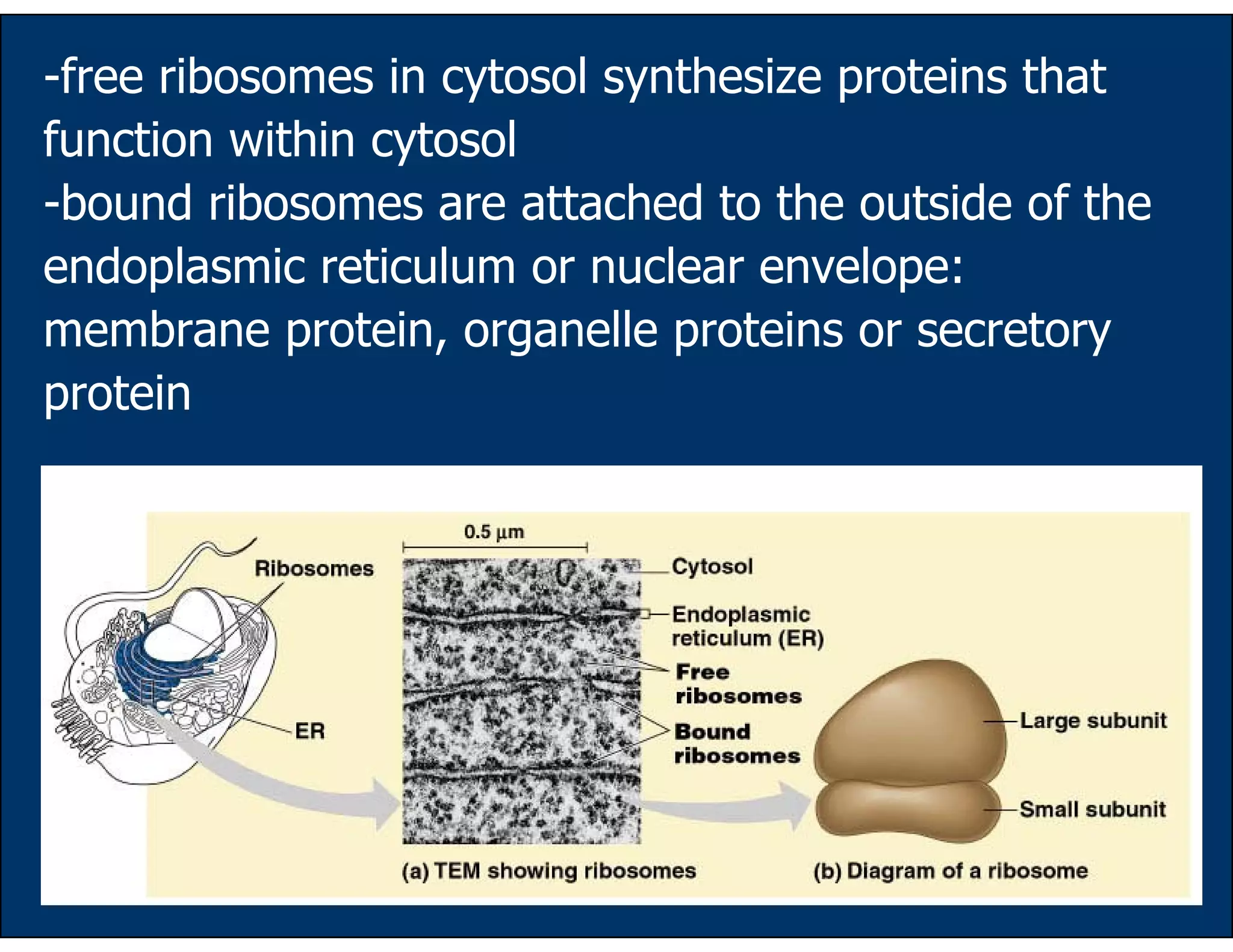 31
-free ribosomes in cytosol synthesize proteins that
function within cytosol
-bound ribosomes are attached to the outside of the
endoplasmic reticulum or nuclear envelope:
membrane protein, organelle proteins or secretory
protein
 