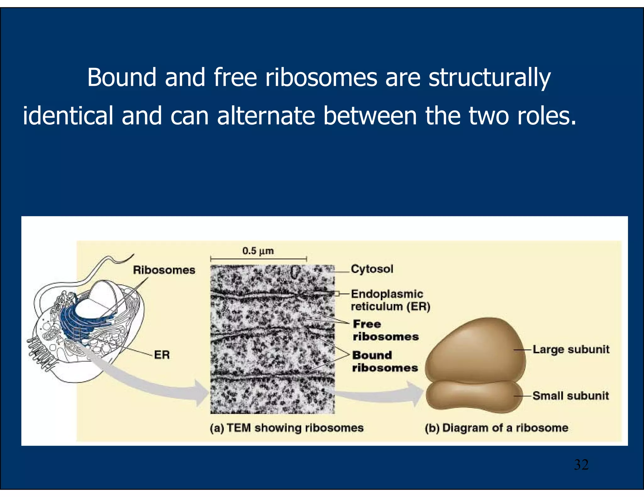 32
Bound and free ribosomes are structurally
identical and can alternate between the two roles.
 