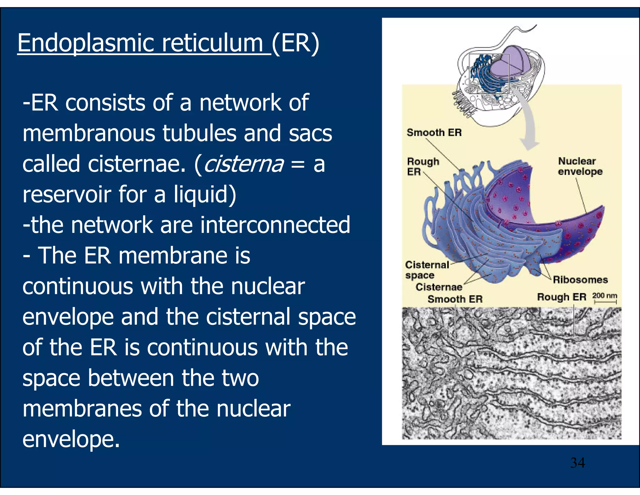34
Endoplasmic reticulum (ER)
-ER consists of a network of
membranous tubules and sacs
called cisternae. (cisterna = a
reservoir for a liquid)
-the network are interconnected
- The ER membrane is
continuous with the nuclear
envelope and the cisternal space
of the ER is continuous with the
space between the two
membranes of the nuclear
envelope.
 
