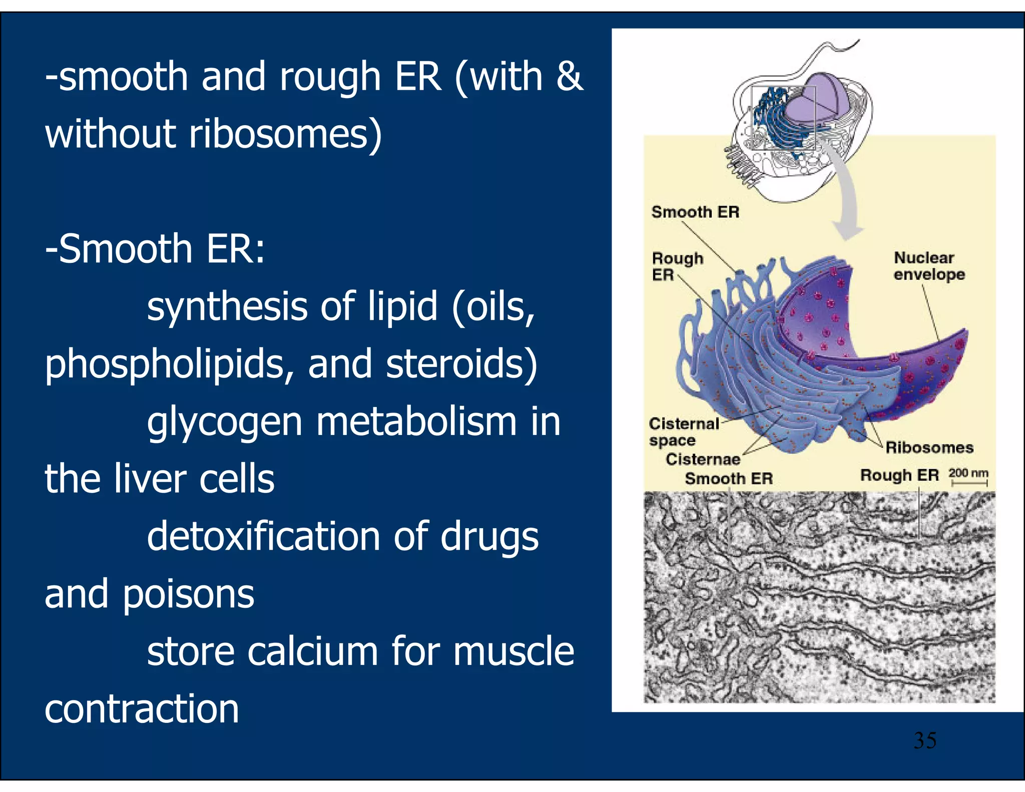 35
-smooth and rough ER (with &
without ribosomes)
-Smooth ER:
synthesis of lipid (oils,
phospholipids, and steroids)
glycogen metabolism in
the liver cells
detoxification of drugs
and poisons
store calcium for muscle
contraction
 