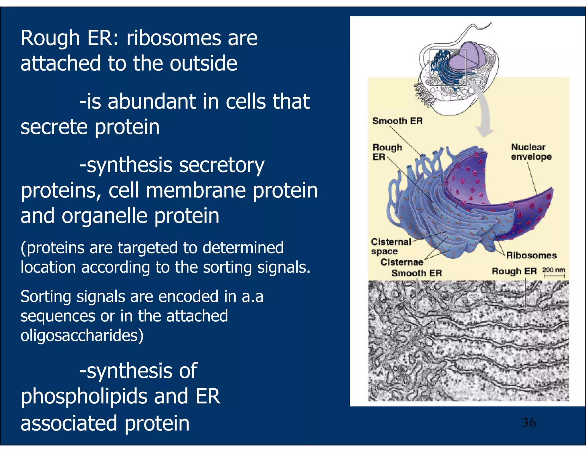 36
Rough ER: ribosomes are
attached to the outside
-is abundant in cells that
secrete protein
-synthesis secretory
proteins, cell membrane protein
and organelle protein
(proteins are targeted to determined
location according to the sorting signals.
Sorting signals are encoded in a.a
sequences or in the attached
oligosaccharides)
-synthesis of
phospholipids and ER
associated protein
 