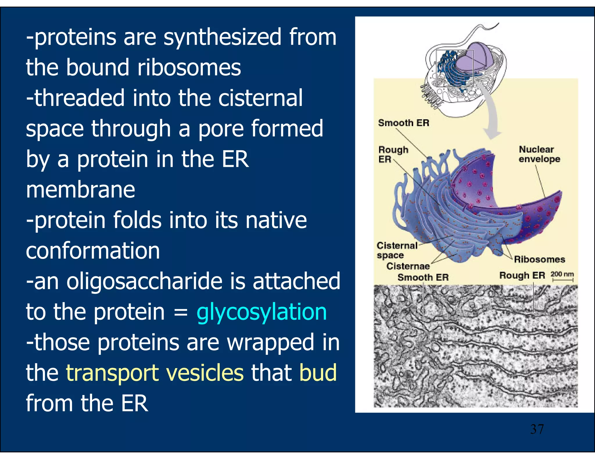 37
-proteins are synthesized from
the bound ribosomes
-threaded into the cisternal
space through a pore formed
by a protein in the ER
membrane
-protein folds into its native
conformation
-an oligosaccharide is attached
to the protein = glycosylation
-those proteins are wrapped in
the transport vesicles that bud
from the ER
 