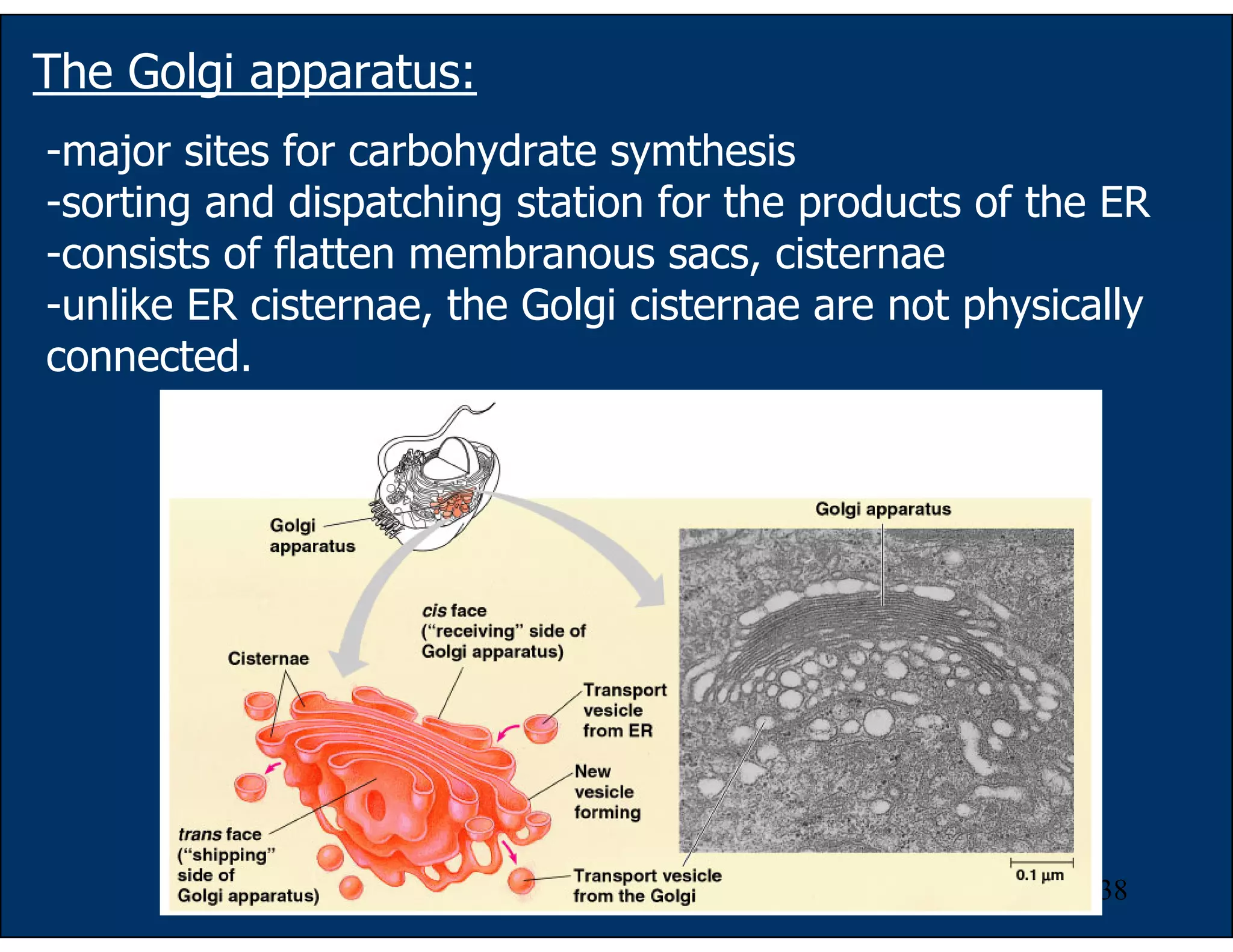 38
The Golgi apparatus:
-major sites for carbohydrate symthesis
-sorting and dispatching station for the products of the ER
-consists of flatten membranous sacs, cisternae
-unlike ER cisternae, the Golgi cisternae are not physically
connected.
 
